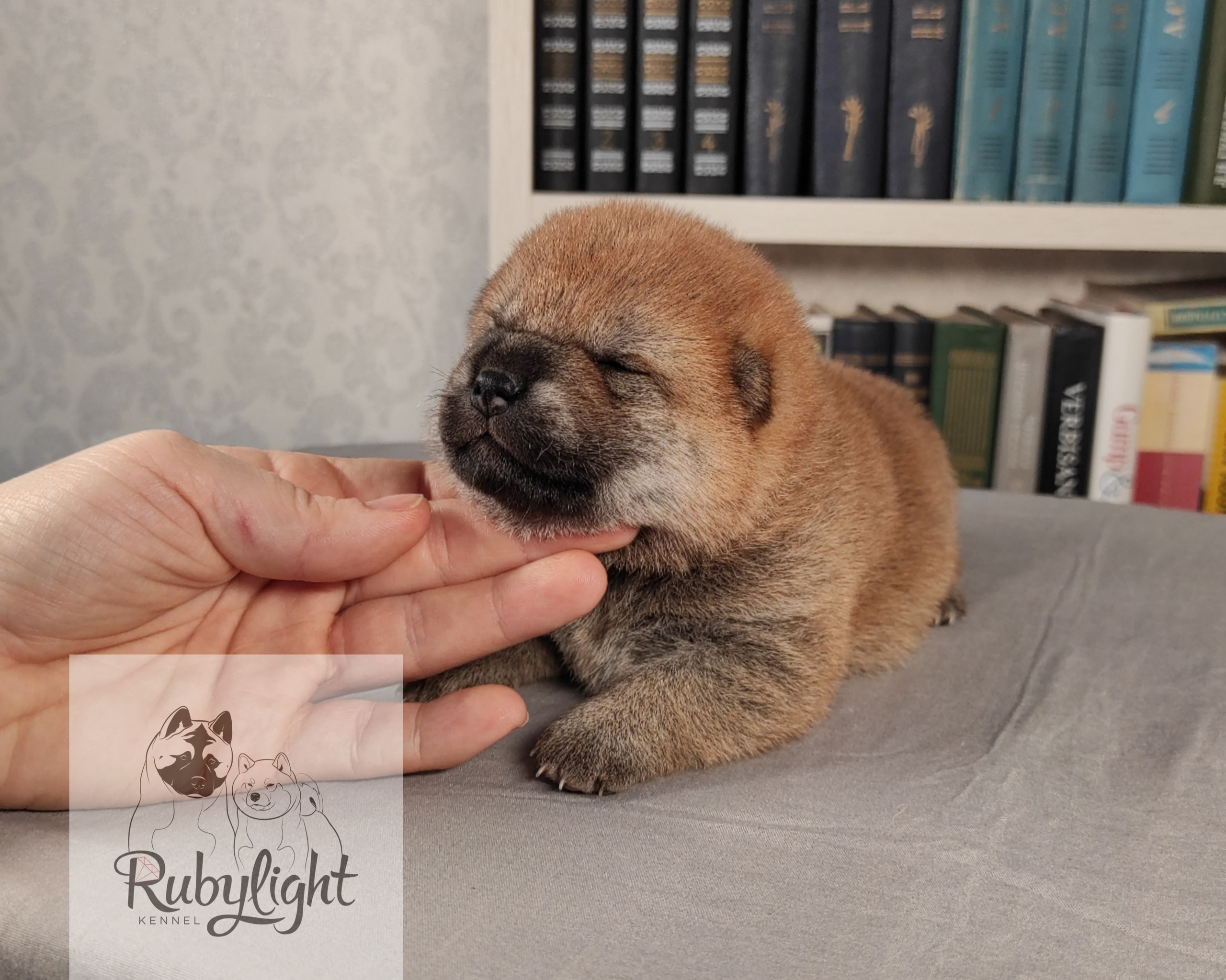 сиба питомник Рубилайт щенки на продажу rubylight  сиба щенки купить