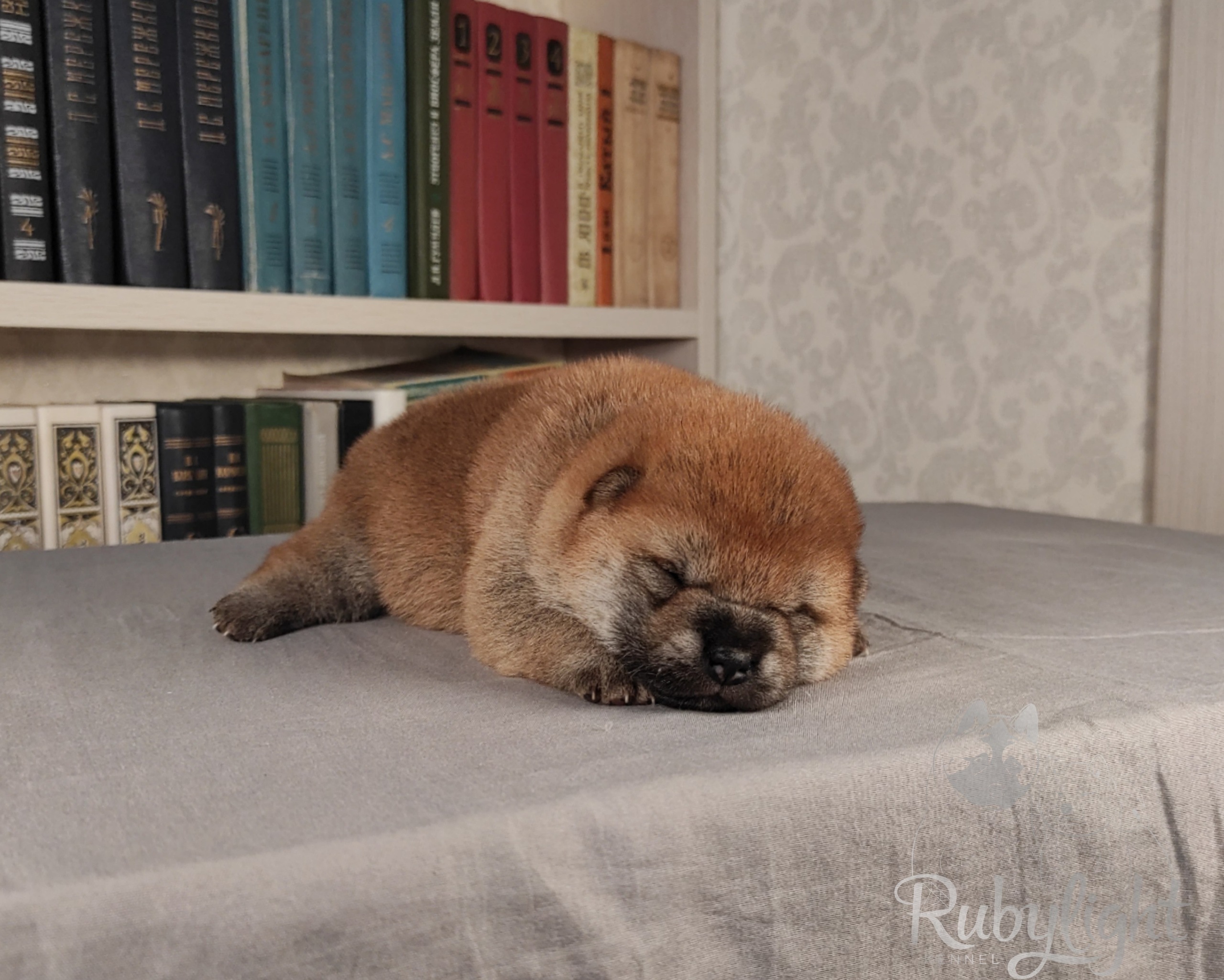 сиба питомник Рубилайт щенки на продажу rubylight  сиба щенки купить