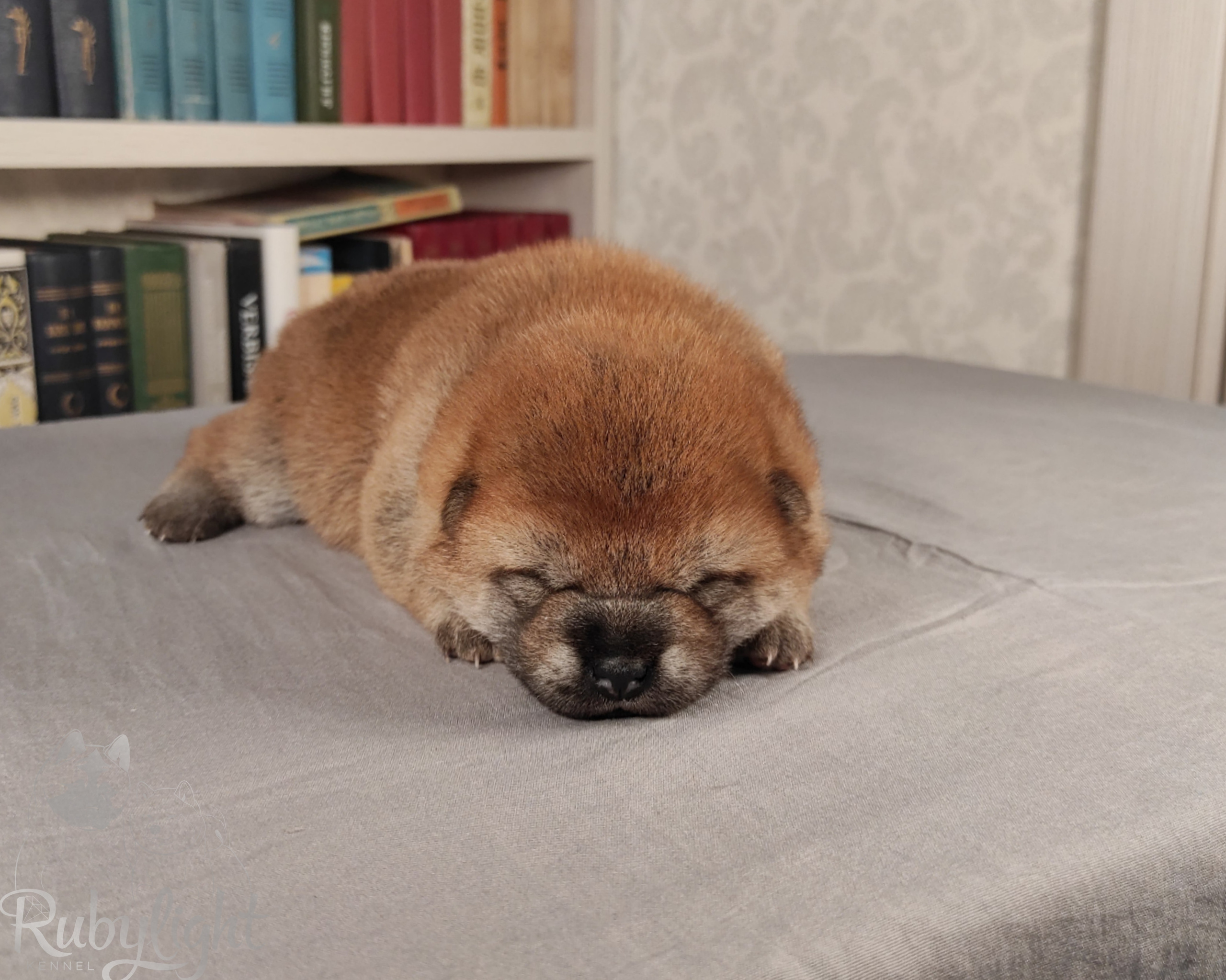 сиба питомник Рубилайт щенки на продажу rubylight  сиба щенки купить