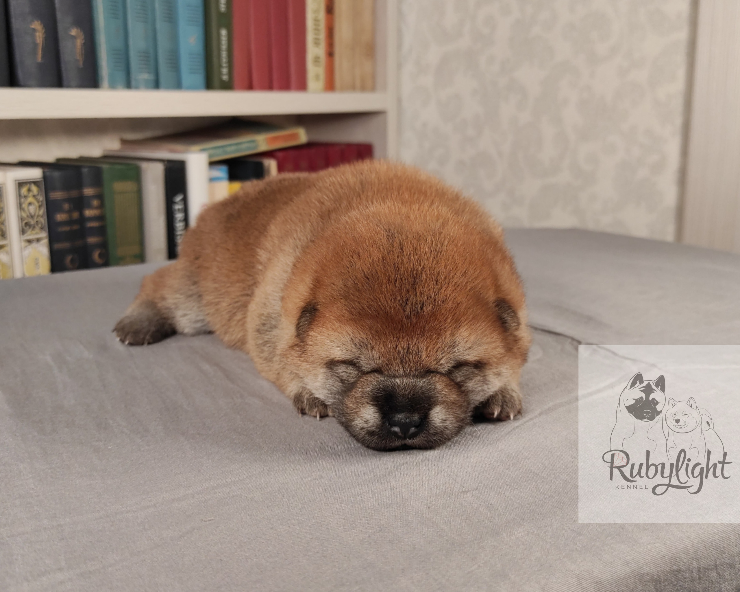 сиба питомник Рубилайт щенки на продажу rubylight  сиба щенки купить