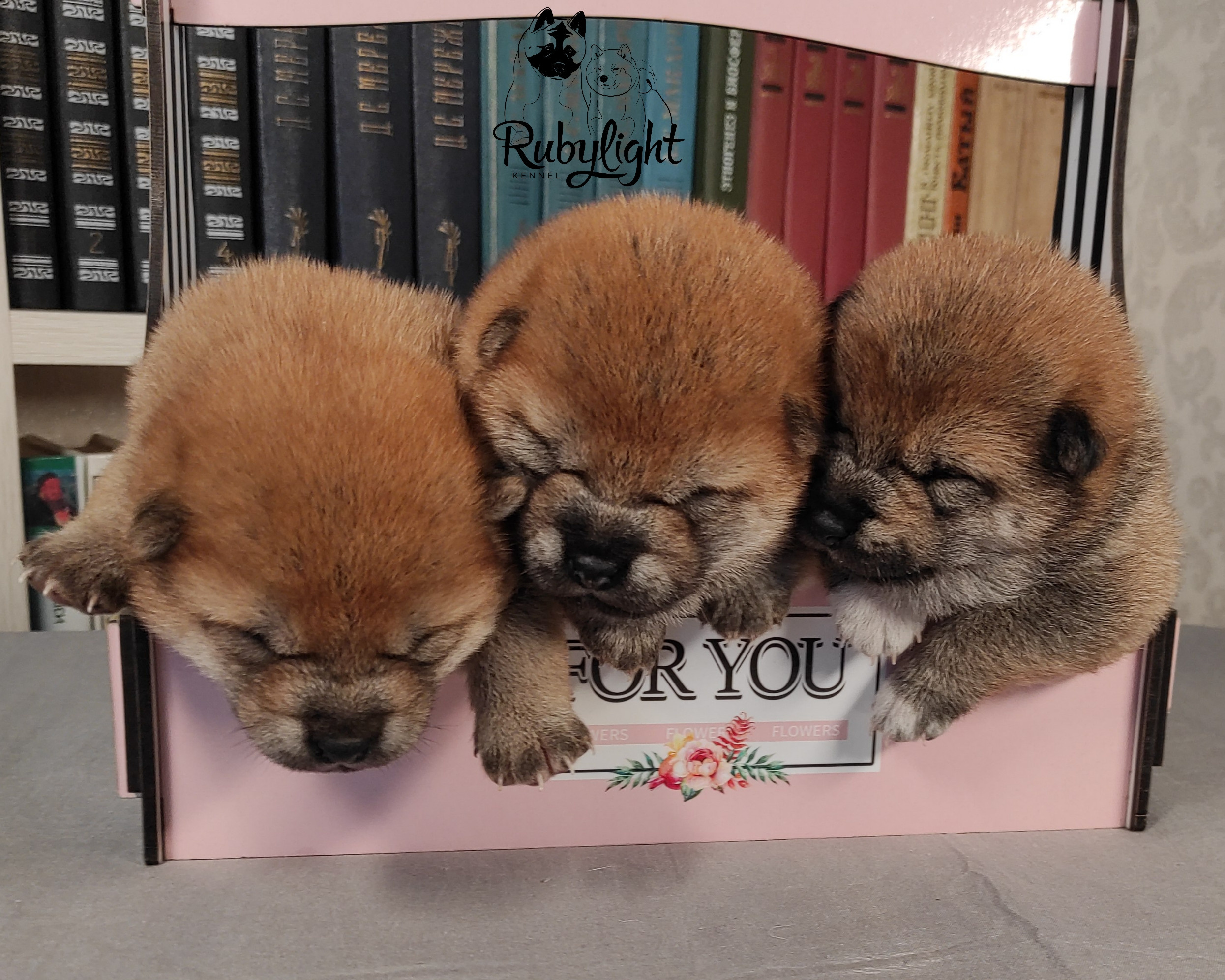 сиба питомник Рубилайт щенки на продажу rubylight  сиба щенки купить