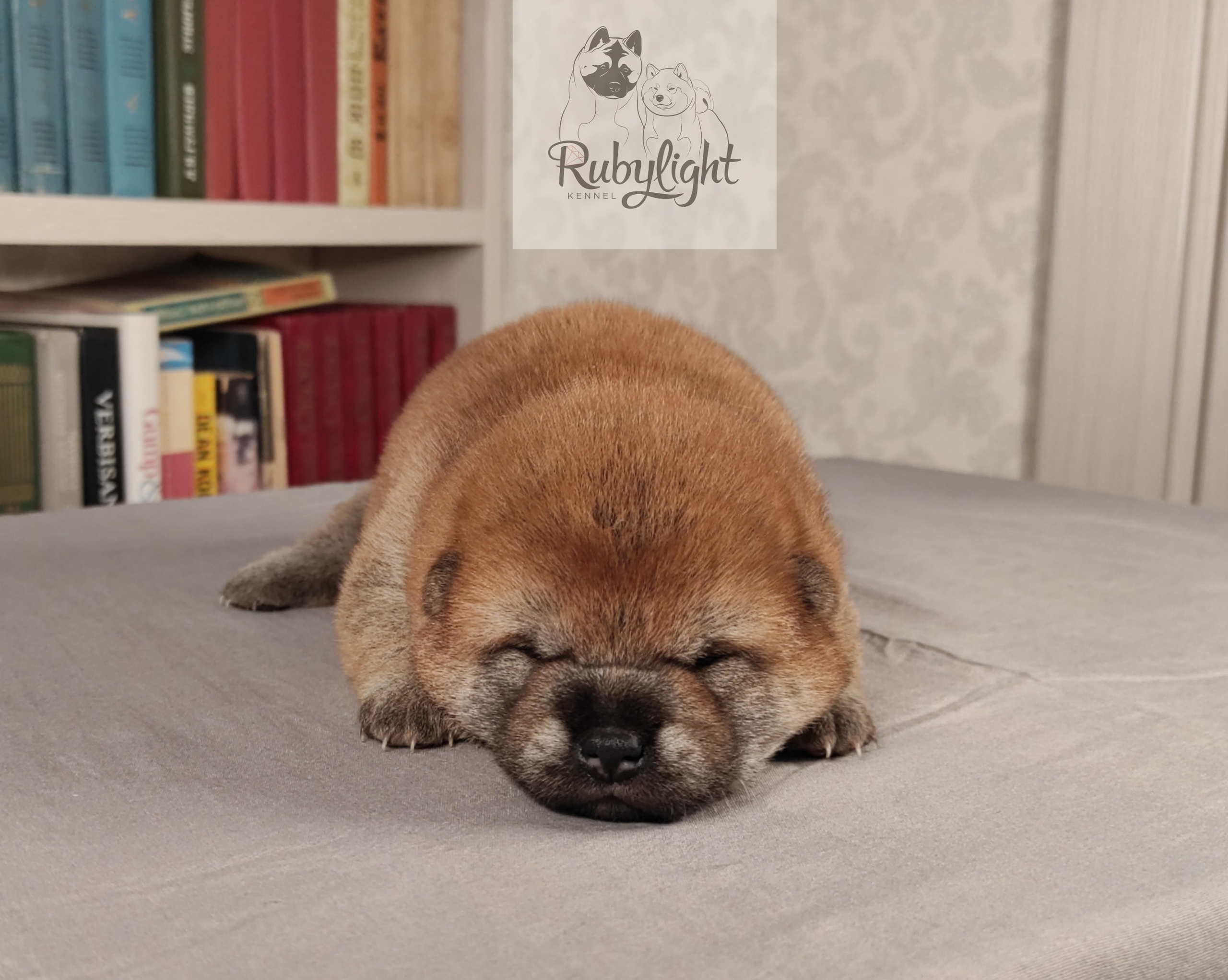 сиба питомник Рубилайт щенки на продажу rubylight  сиба щенки купить