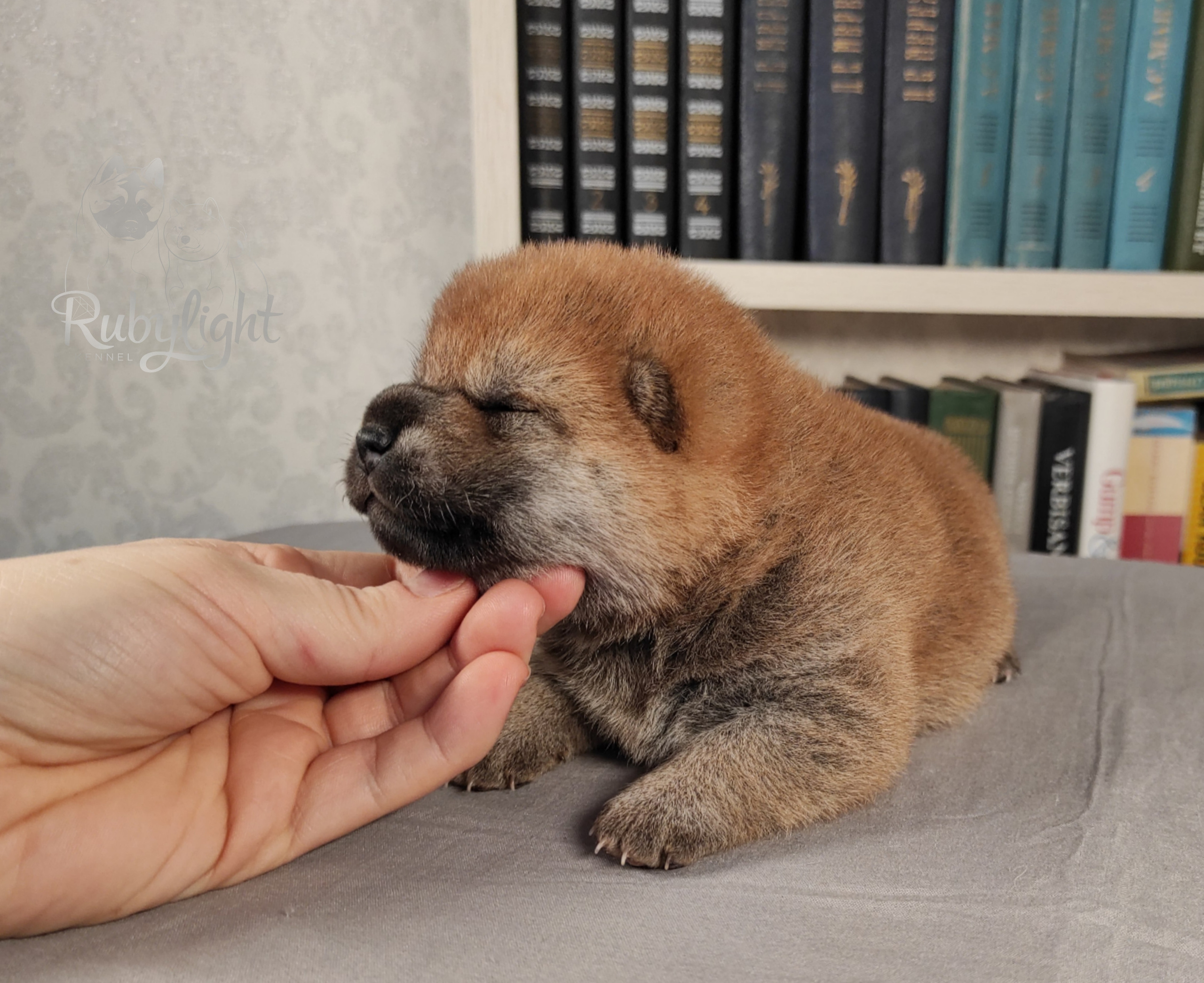 сиба питомник Рубилайт щенки на продажу rubylight  сиба щенки купить