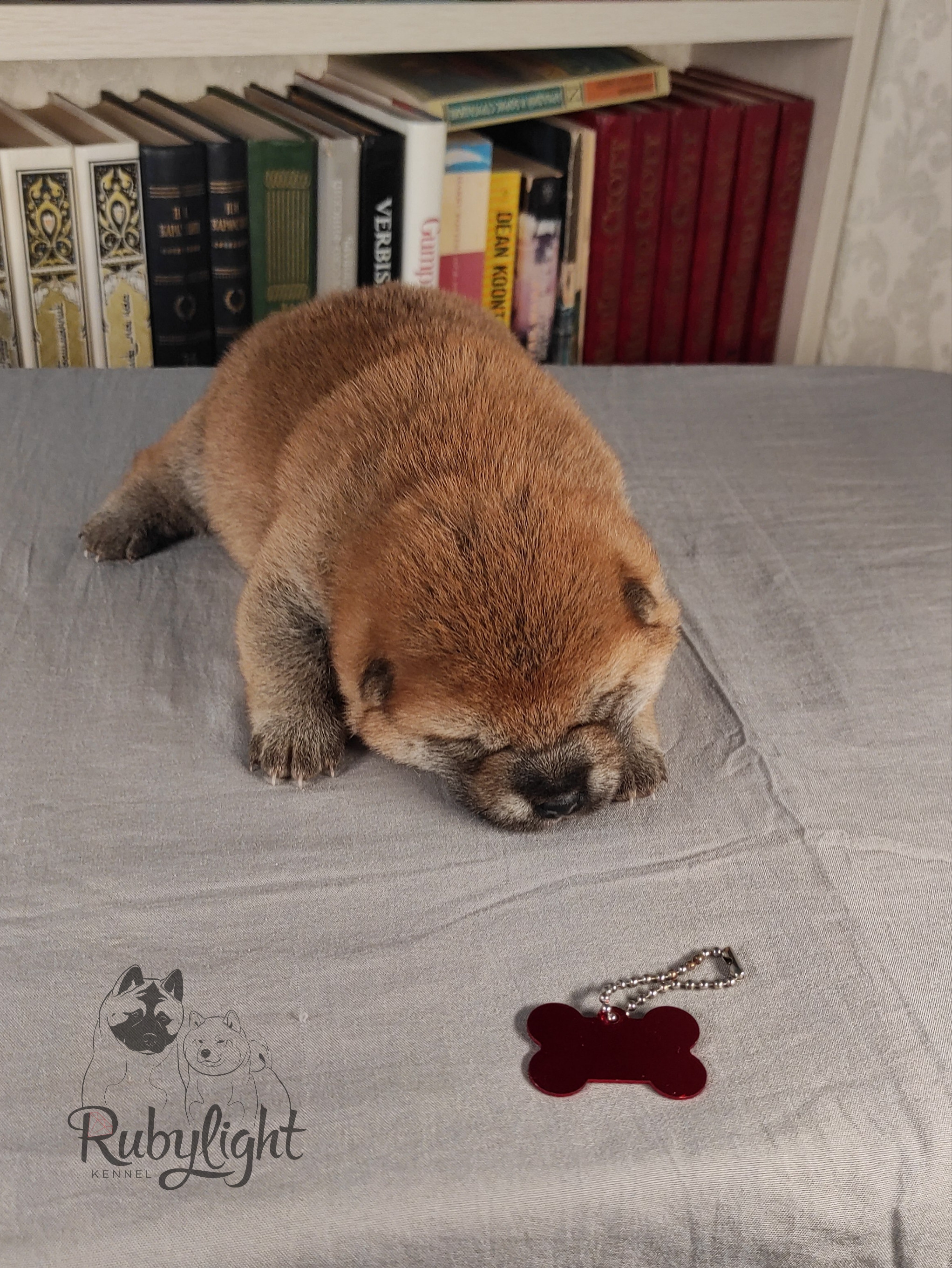 сиба питомник Рубилайт щенки на продажу rubylight  сиба щенки купить