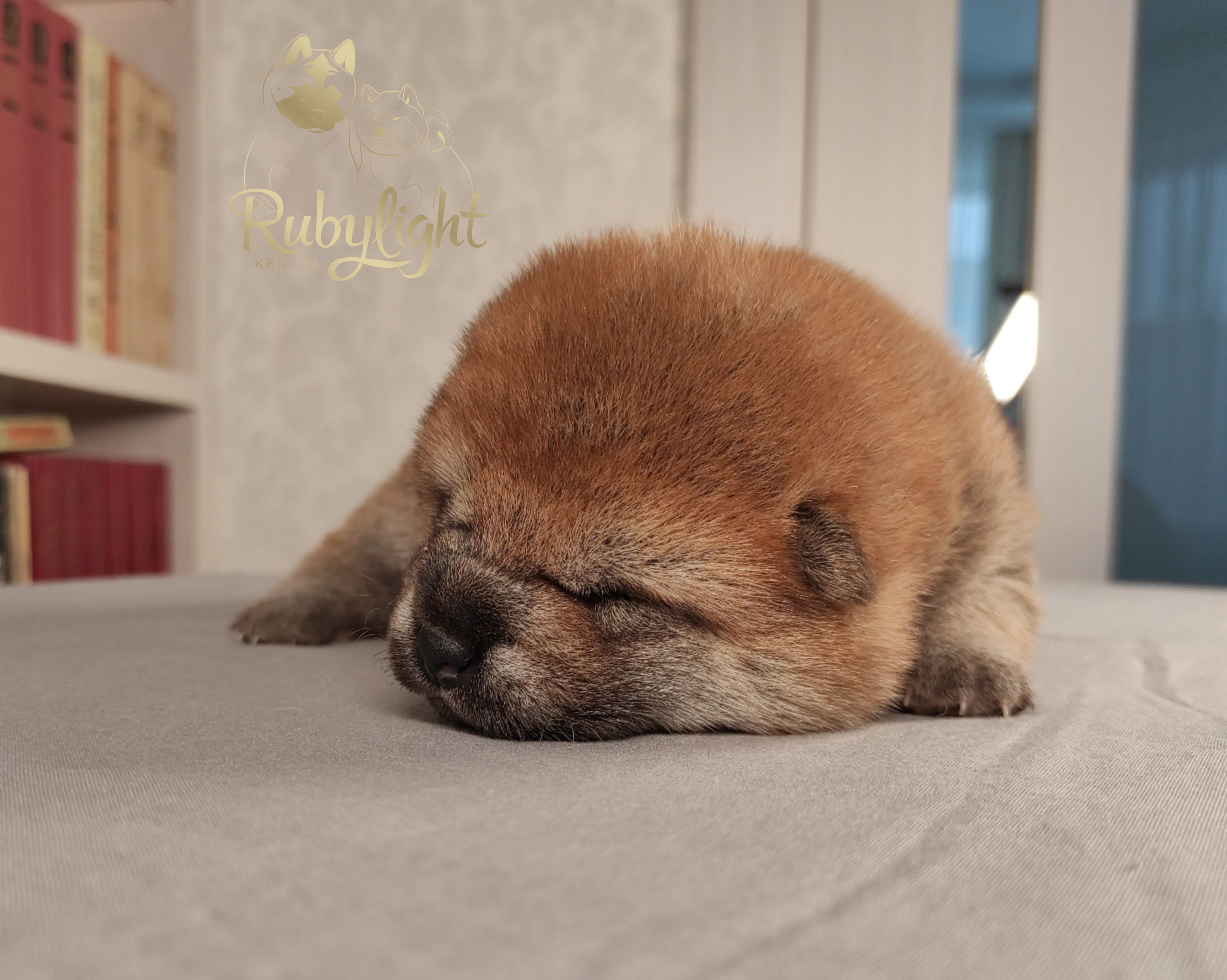 сиба питомник Рубилайт щенки на продажу rubylight  сиба щенки купить