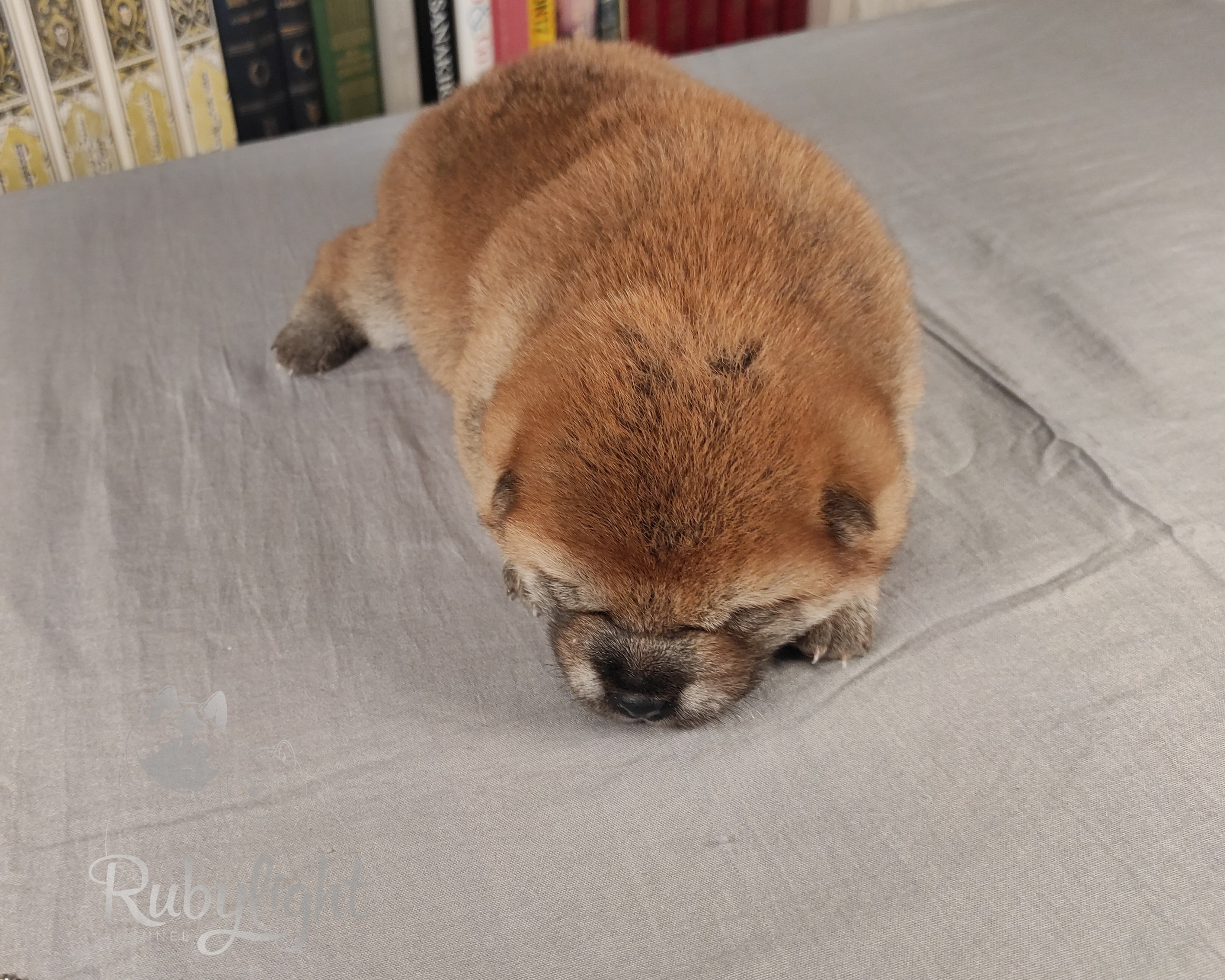 сиба питомник Рубилайт щенки на продажу rubylight  сиба щенки купить