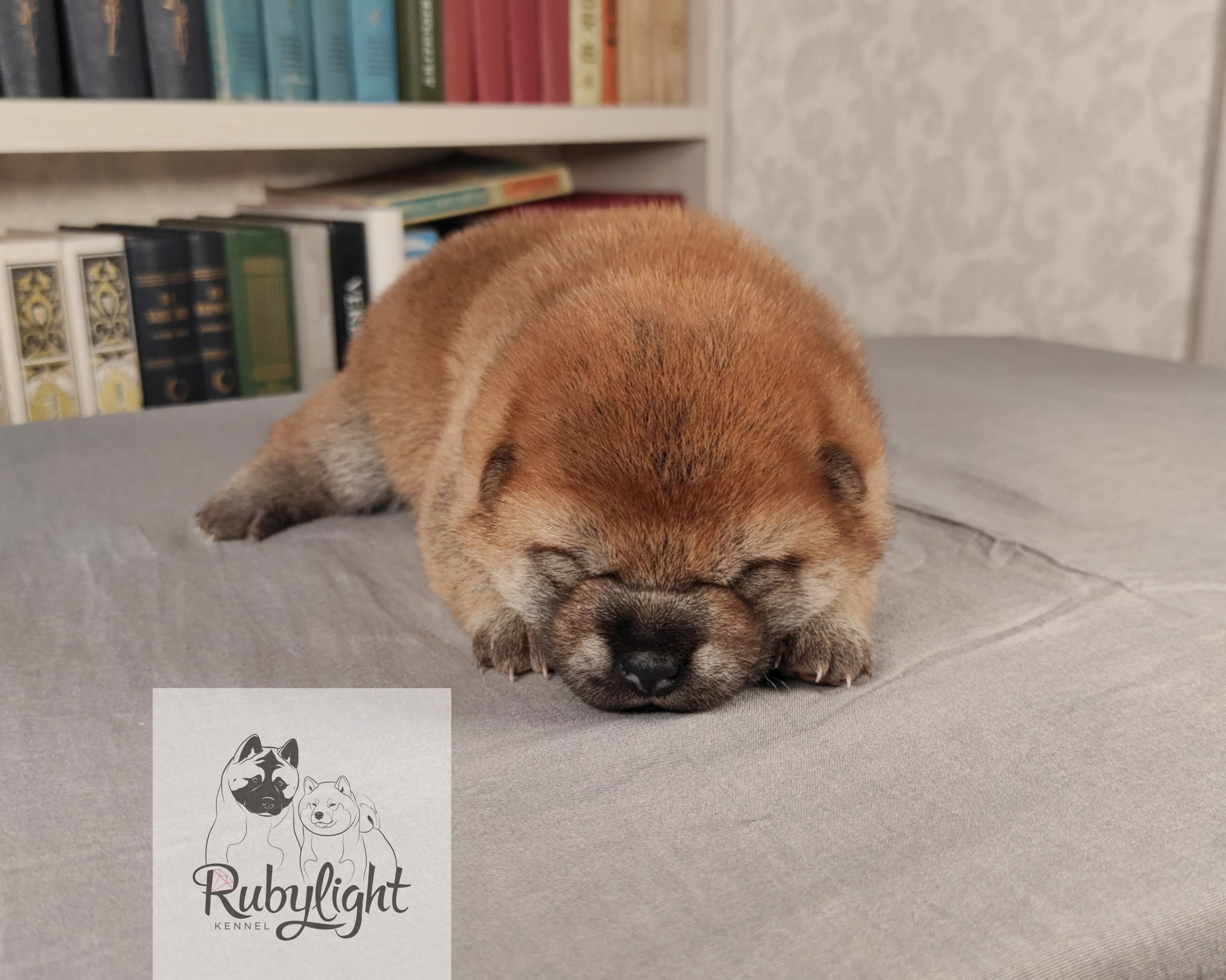 сиба питомник Рубилайт щенки на продажу rubylight  сиба щенки купить