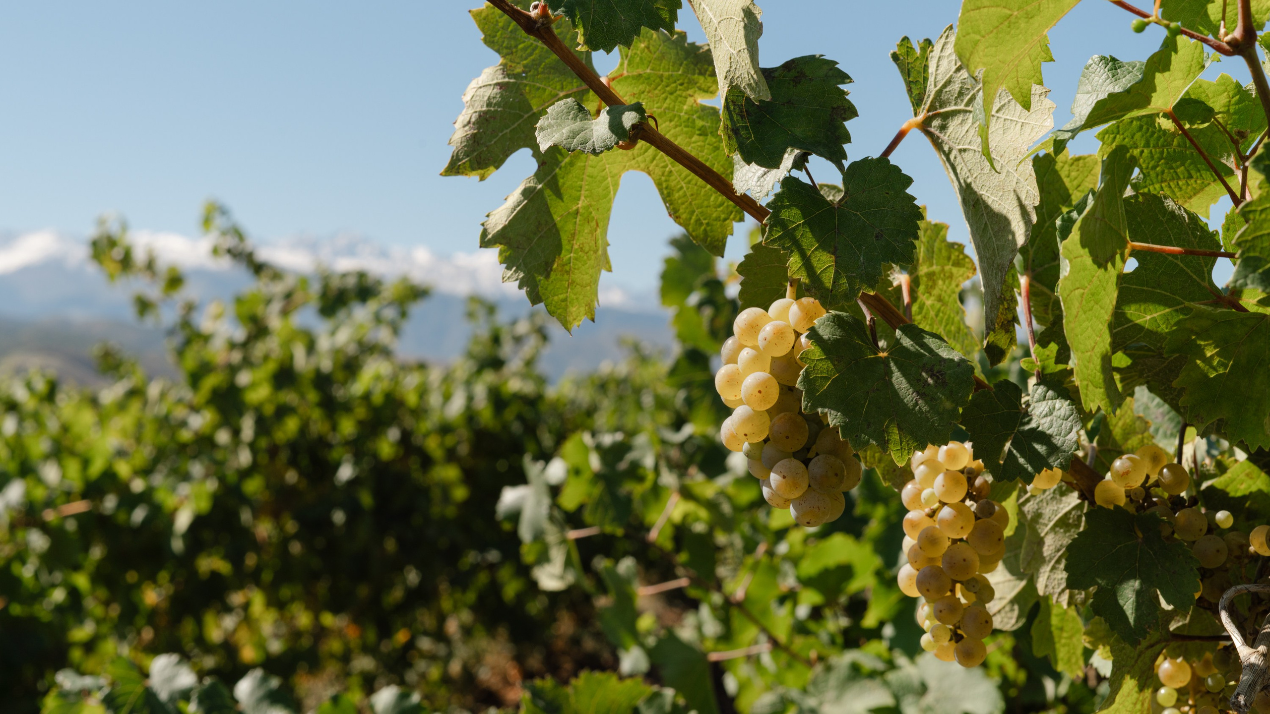 ArbaWine. Адиль Абильтаев|Фотограф|Астана