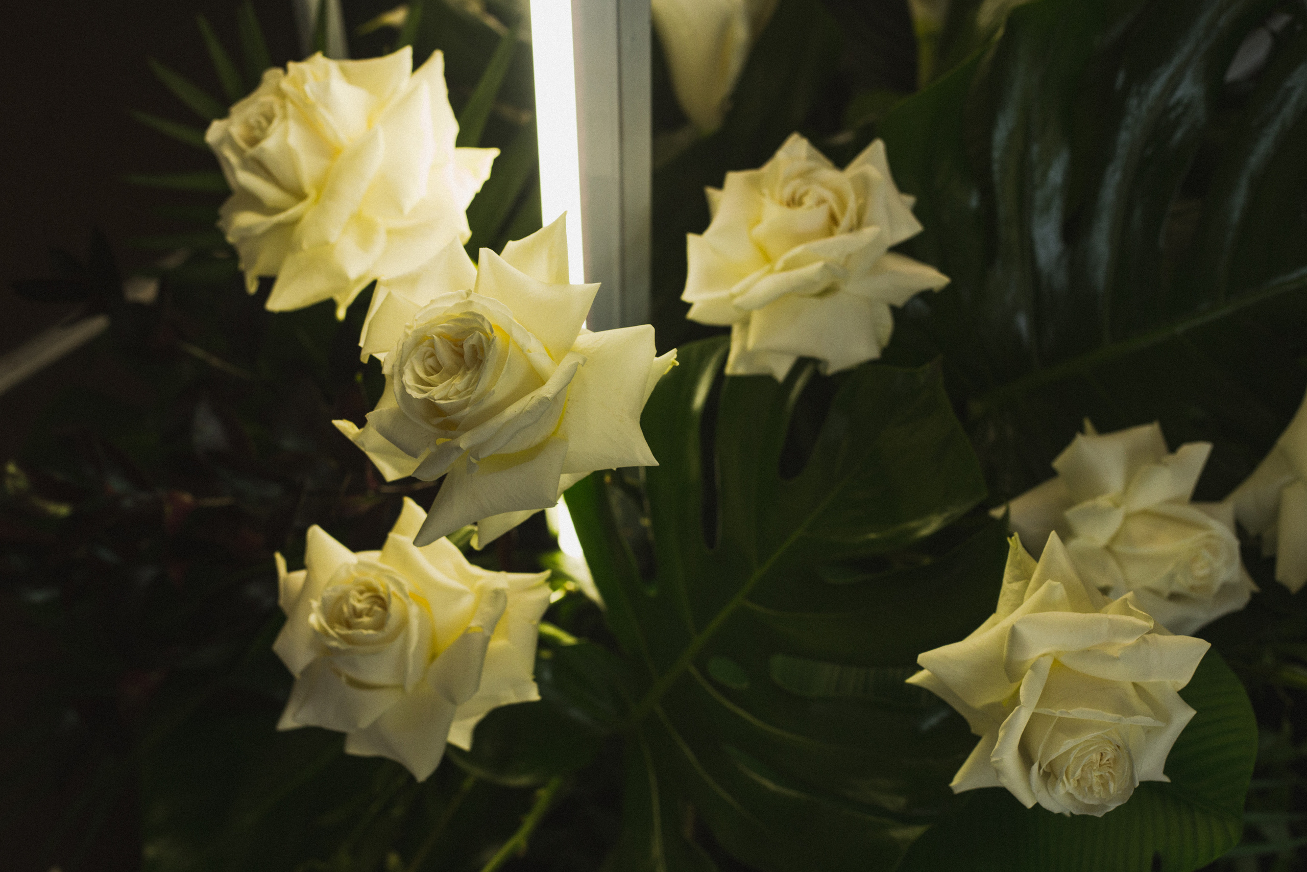 Декор свадьбы. Виктория Еремина — фотограф и видеограф в Москве