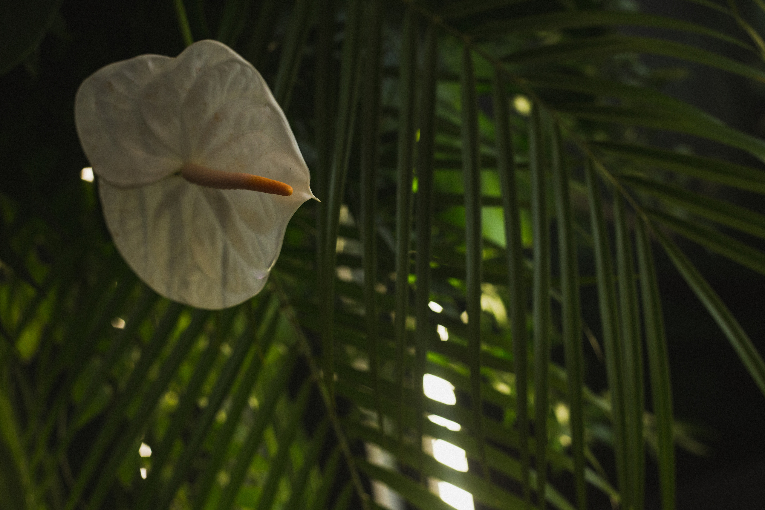 Декор свадьбы. Виктория Еремина — фотограф и видеограф в Москве