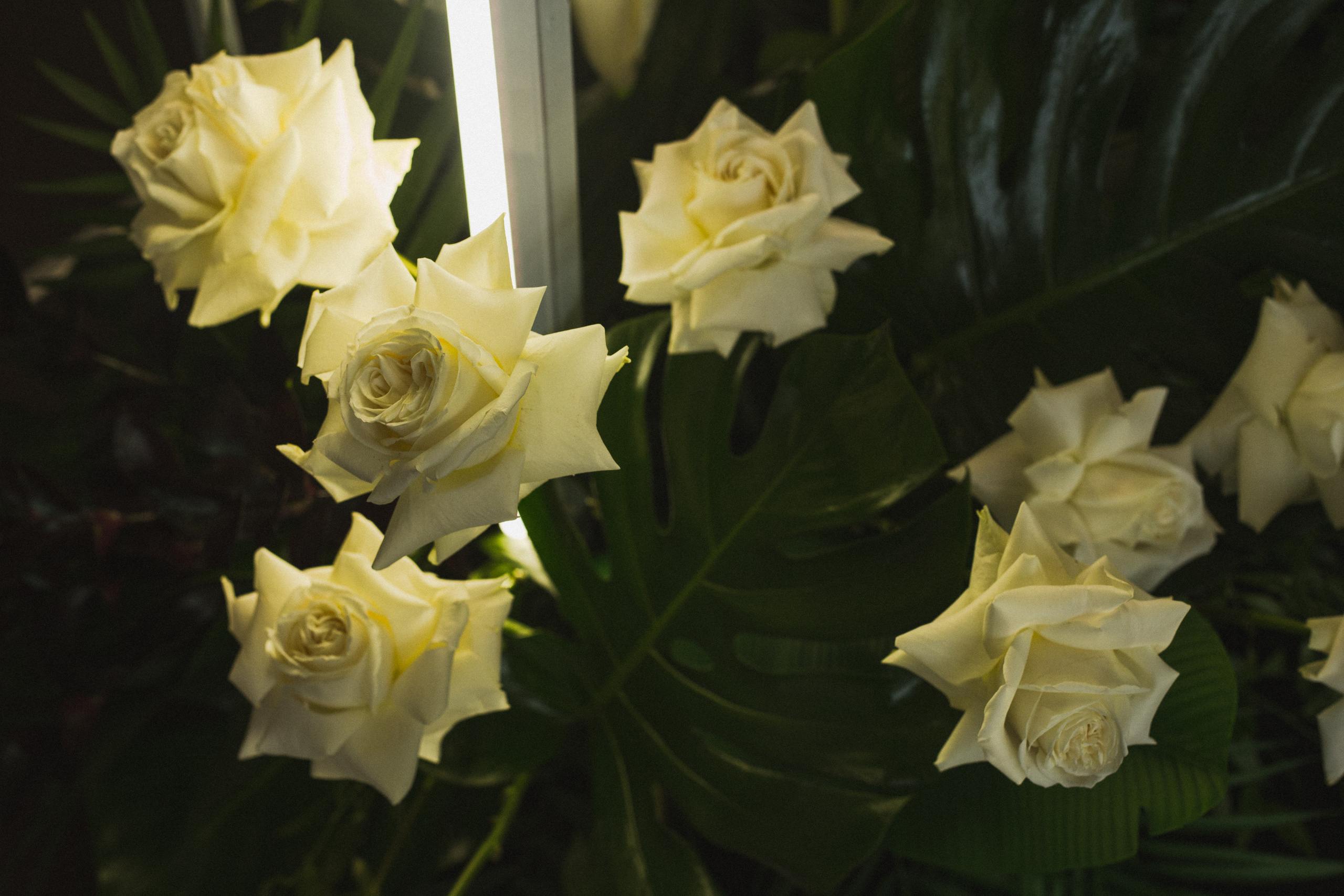 Декор свадьбы. Виктория Еремина — фотограф и видеограф в Москве