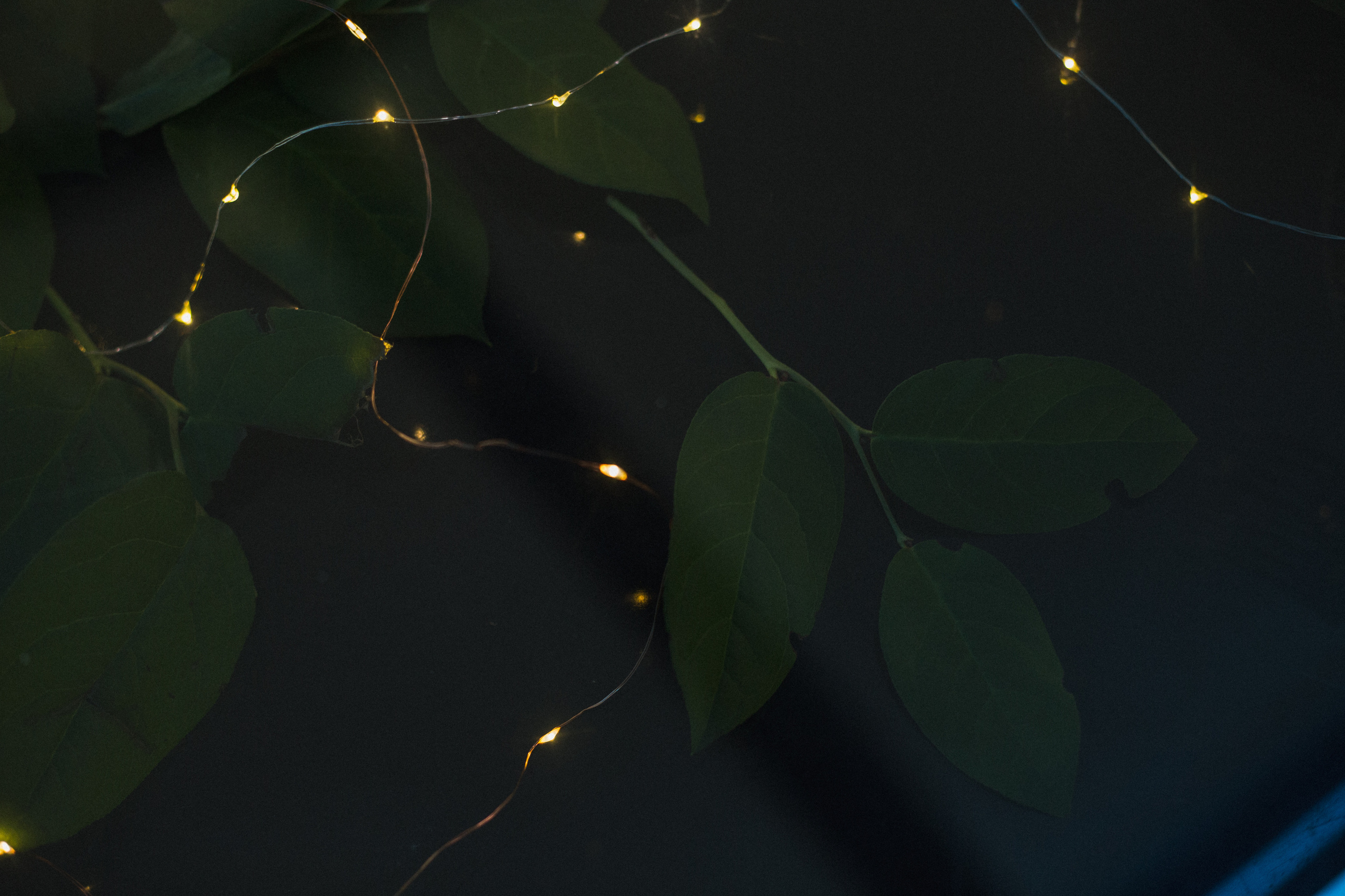 Декор свадьбы. Виктория Еремина — фотограф и видеограф в Москве