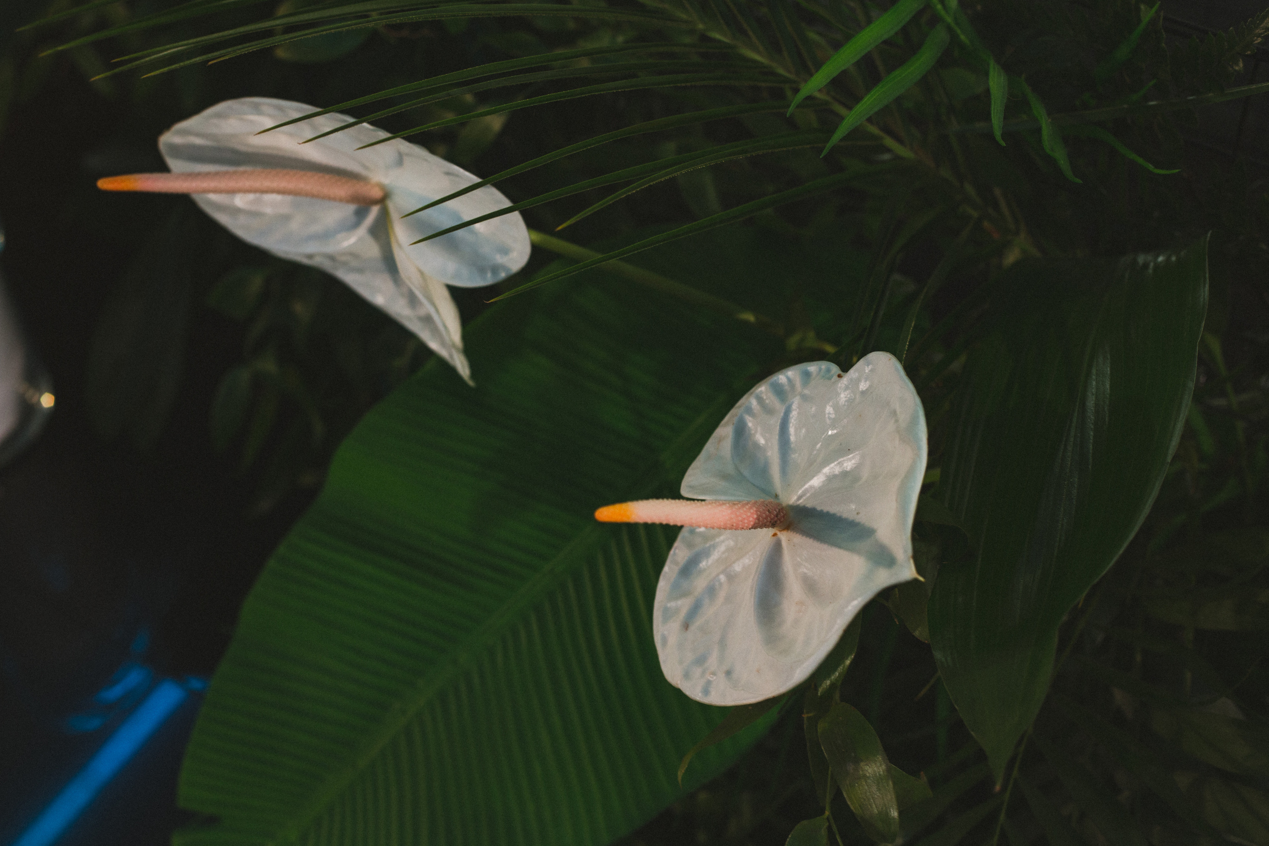 Декор свадьбы. Виктория Еремина — фотограф и видеограф в Москве