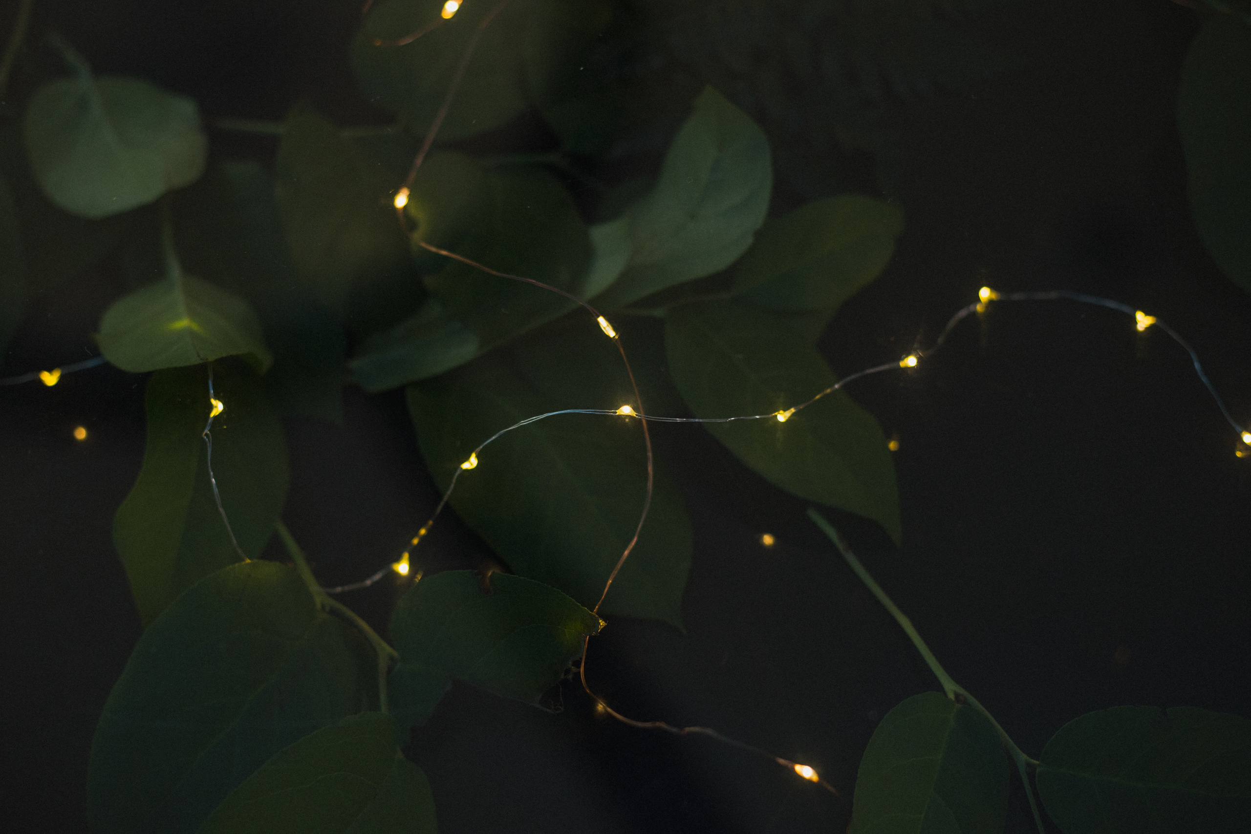 Декор свадьбы. Виктория Еремина — фотограф и видеограф в Москве