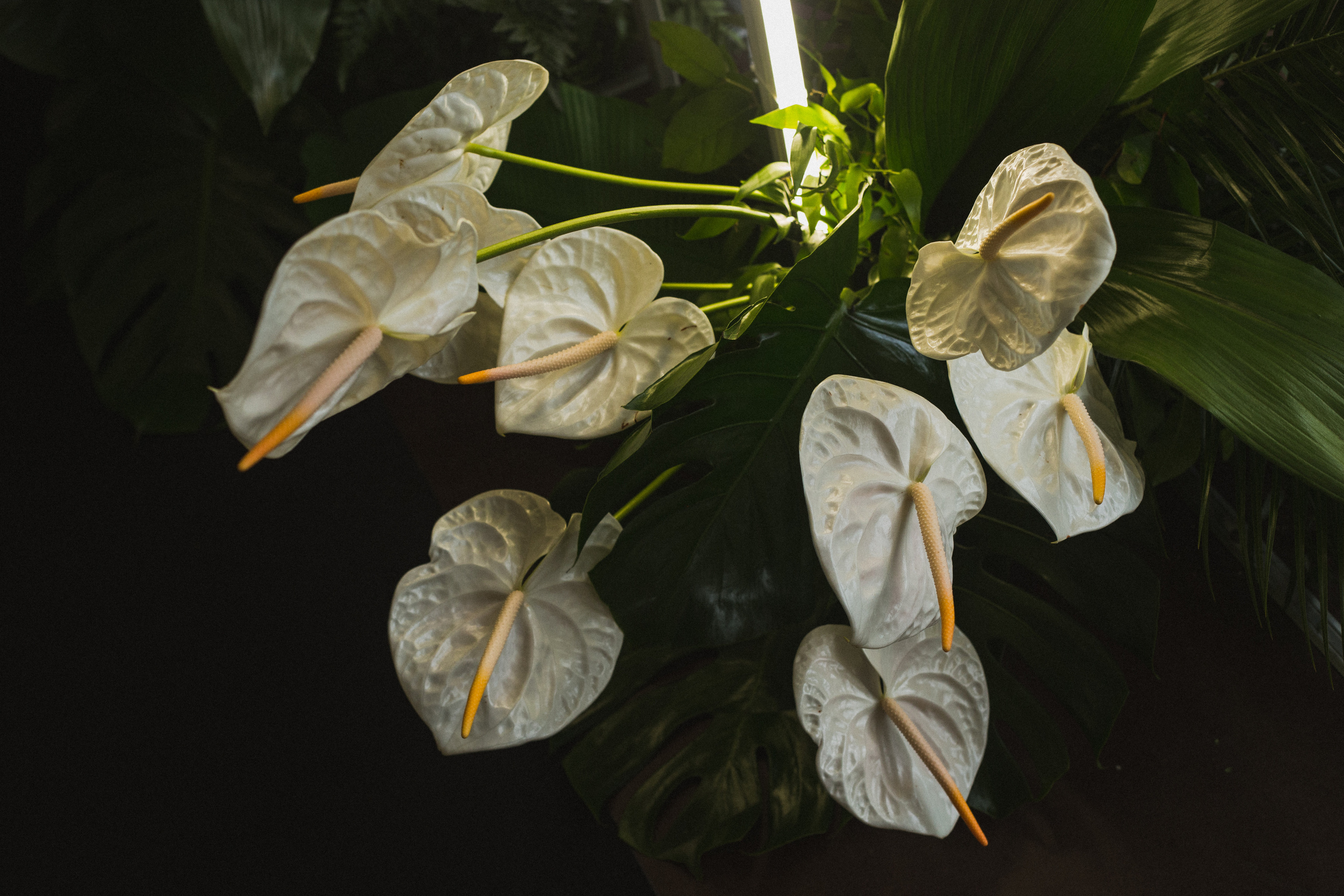 Декор свадьбы. Виктория Еремина — фотограф и видеограф в Москве