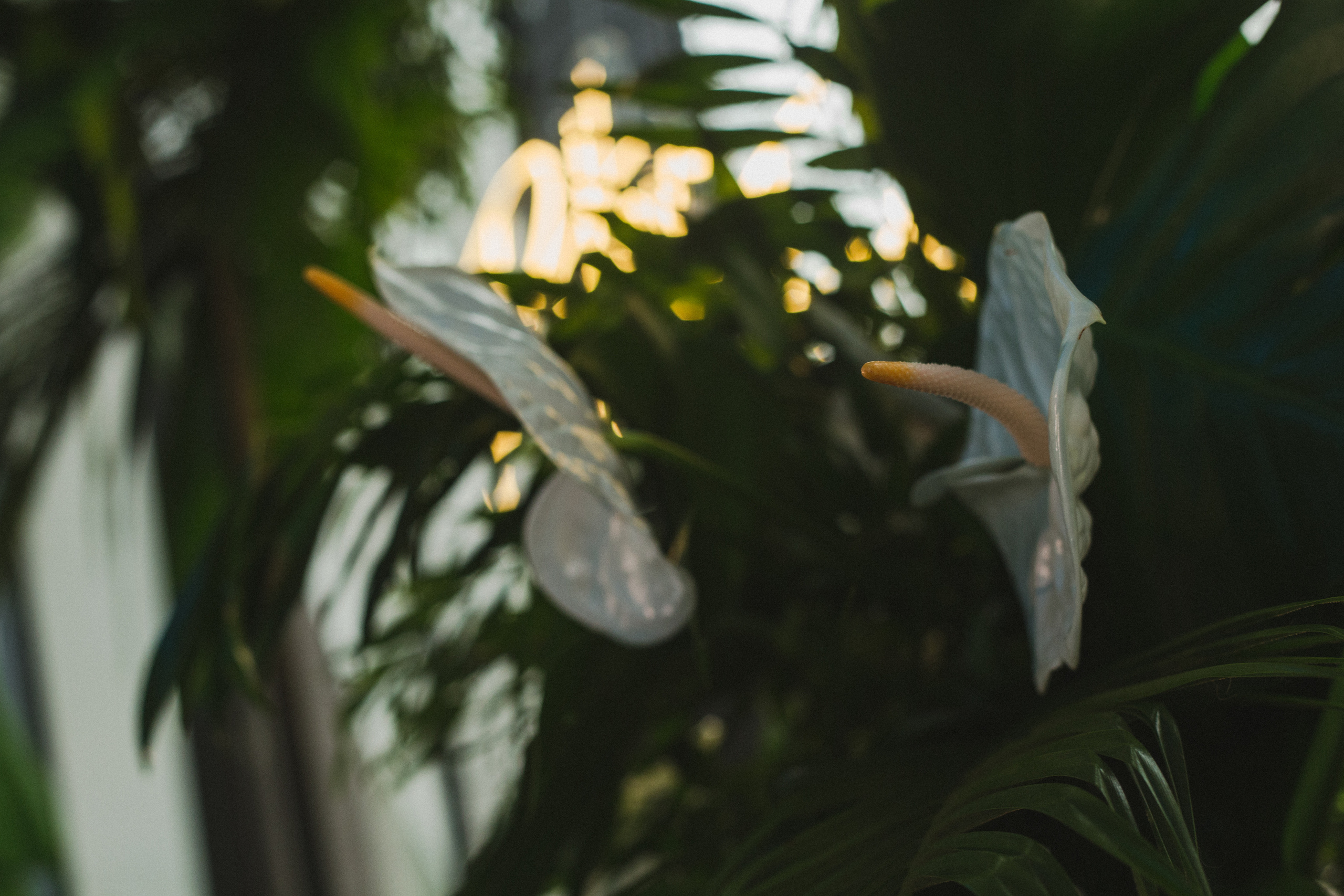 Декор свадьбы. Виктория Еремина — фотограф и видеограф в Москве