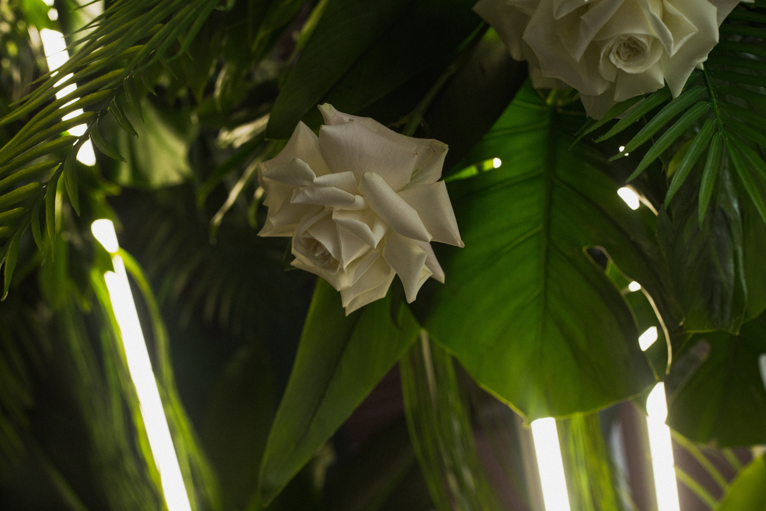 Декор свадьбы. Виктория Еремина — фотограф и видеограф в Москве