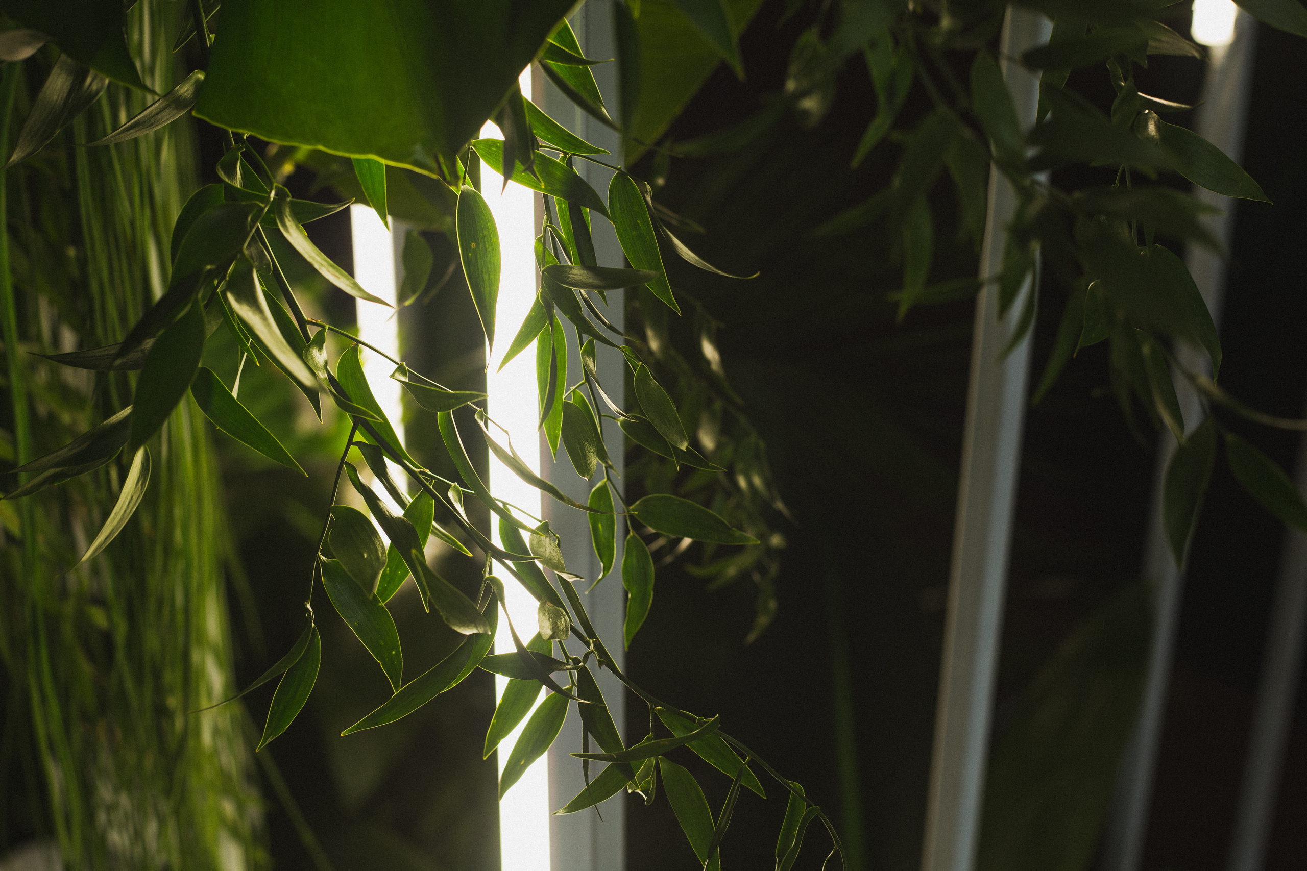 Декор свадьбы. Виктория Еремина — фотограф и видеограф в Москве