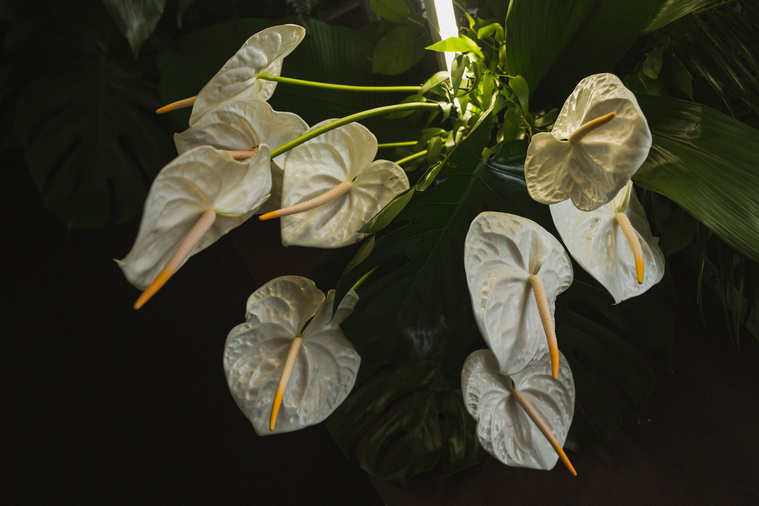 Декор свадьбы. Виктория Еремина — фотограф и видеограф в Москве