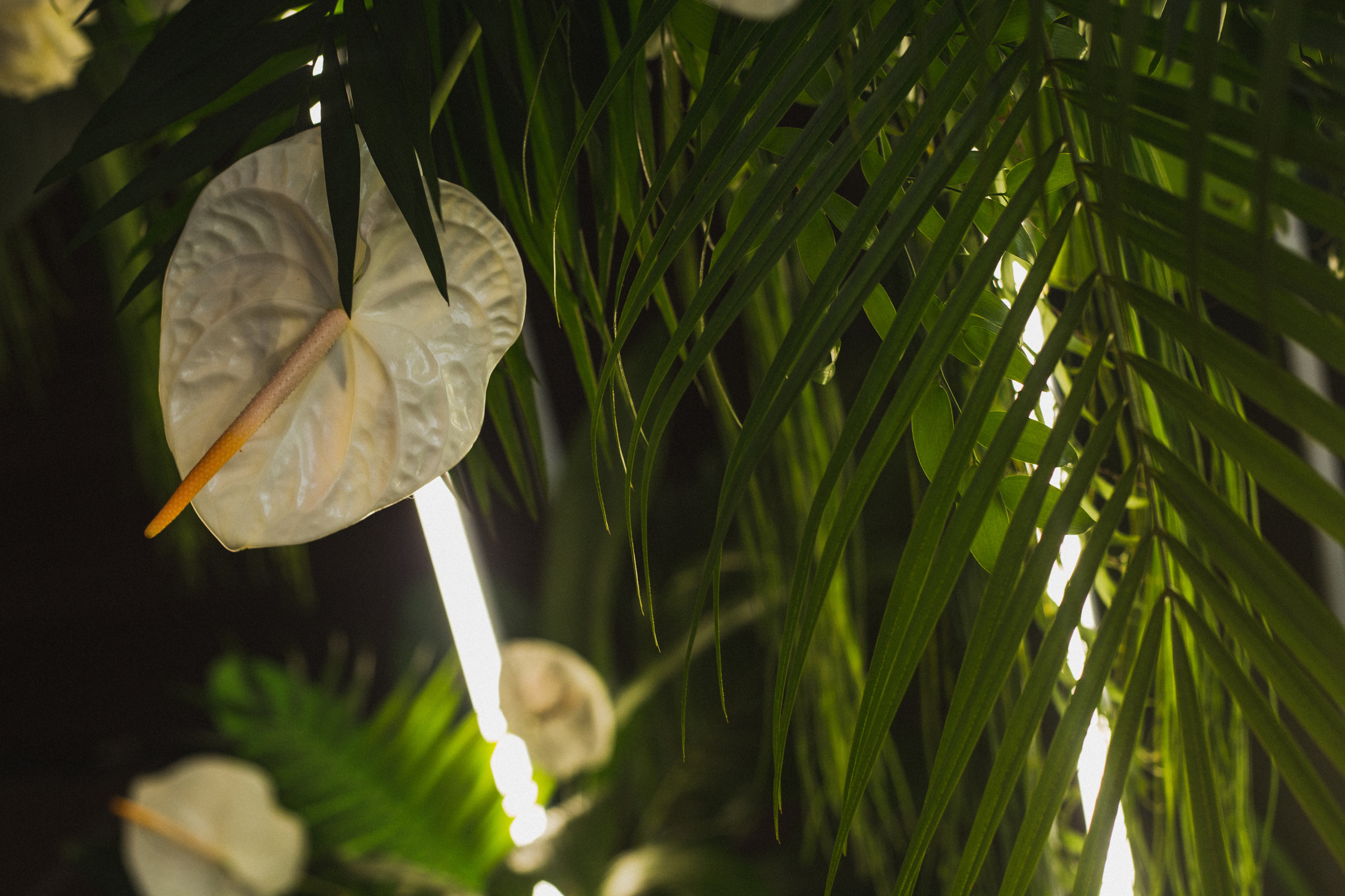 Декор свадьбы. Виктория Еремина — фотограф и видеограф в Москве