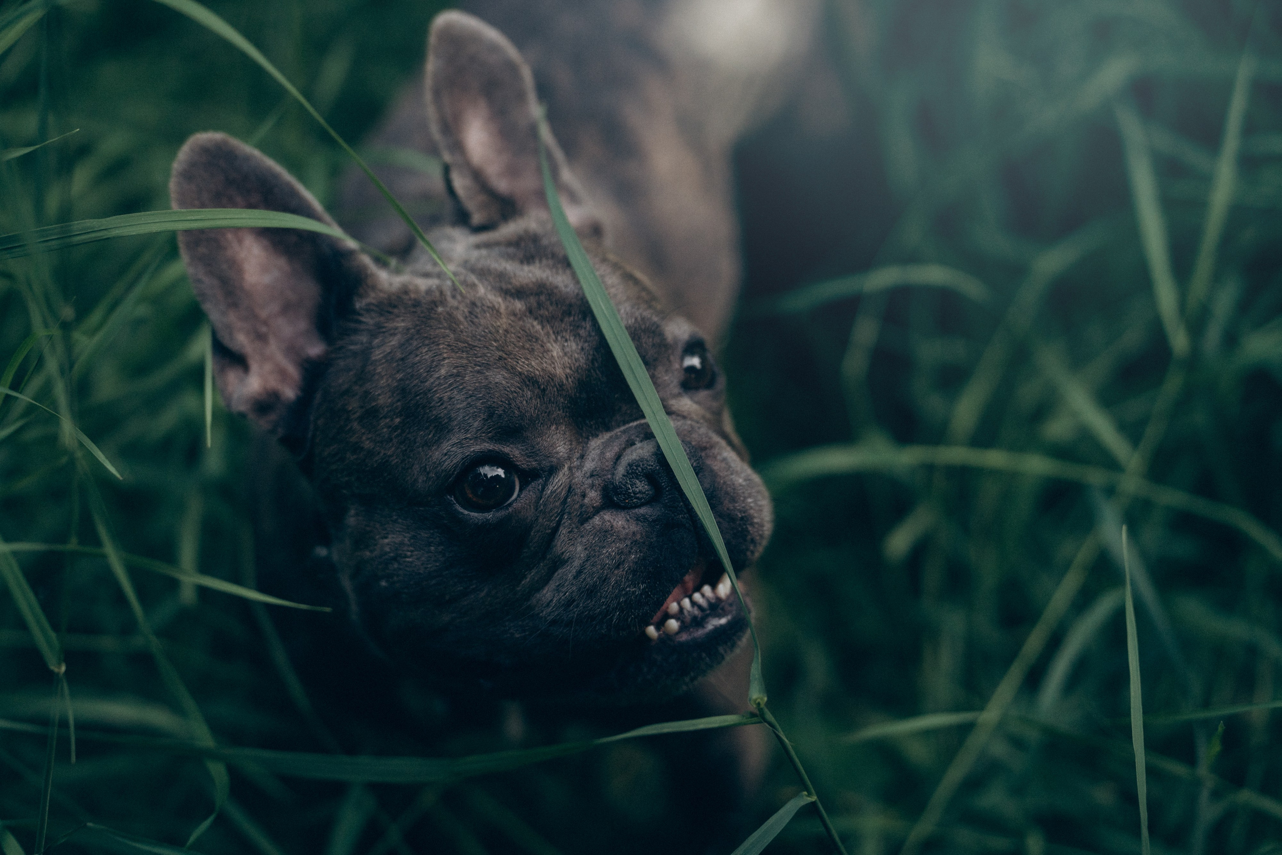 Аня и Чак. Фотограф анималист в Москве и Санкт-Петербурге Свиридова Анна