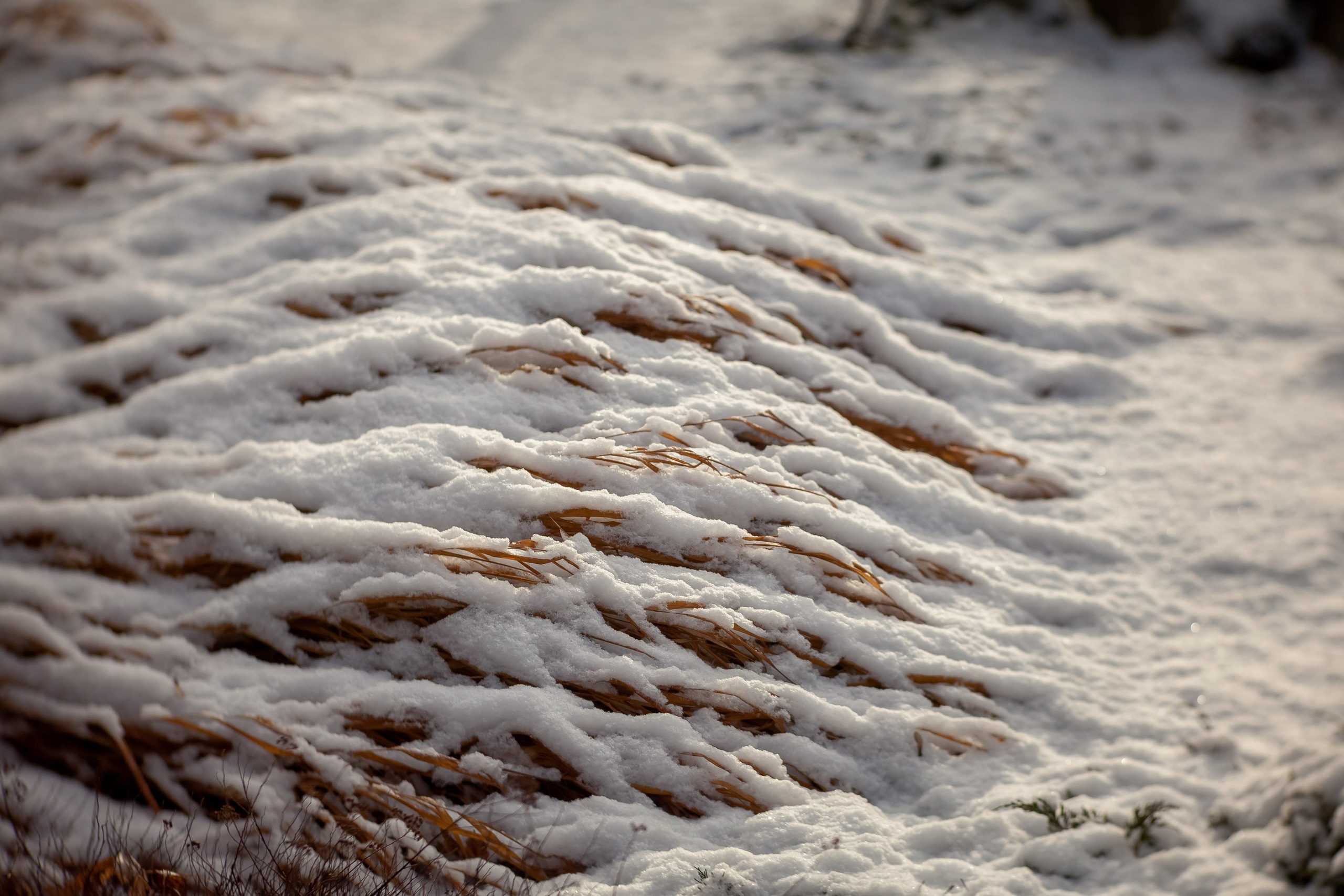 ОДНИМ СОЛНЕЧНЫМ ЗИМНИМ ДНЁМ!. Туманов Виталий — фотограф Москва