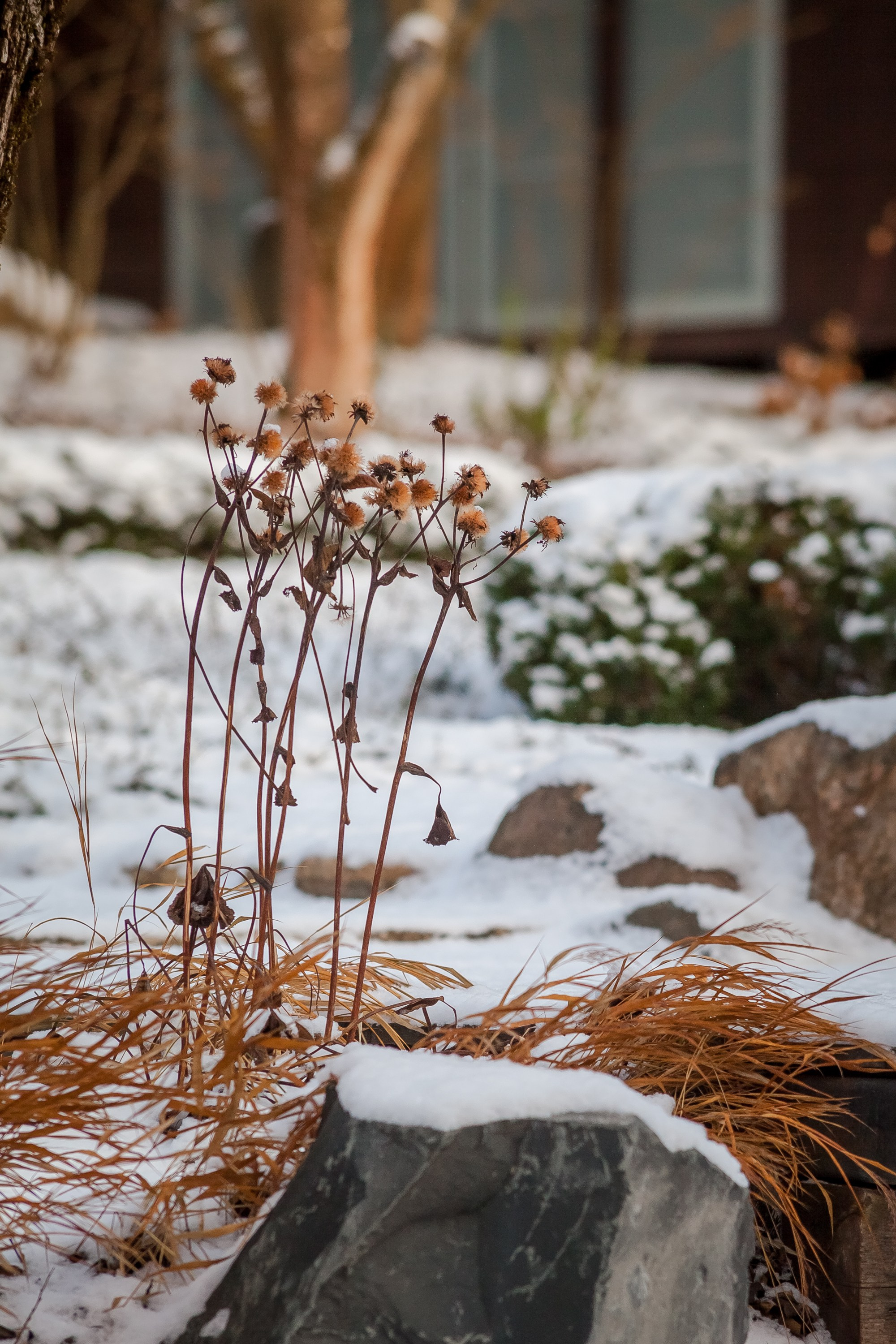 Спящий сад, Елены Асташкиной. Туманов Виталий — фотограф Москва