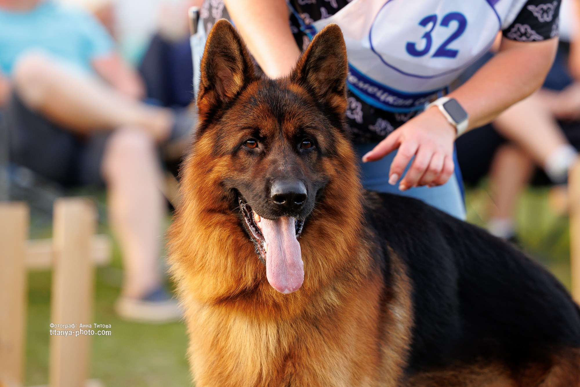 Немецкие овчарки: фото из рингов и вне ринга, мутпроба (фотографии с выставок). Фотограф собак, фотограф-анималист Аня Титова (Titanya). Москва