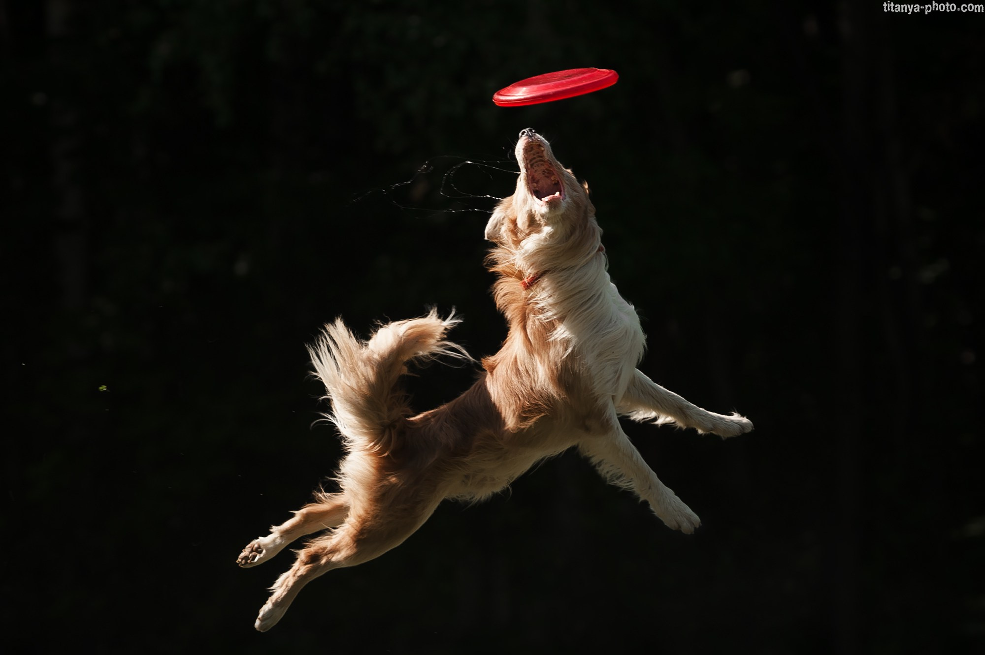 Фотография собак, фотограф-анималист Москва. Фотограф собак, фотограф-анималист Аня Титова (Titanya). Москва