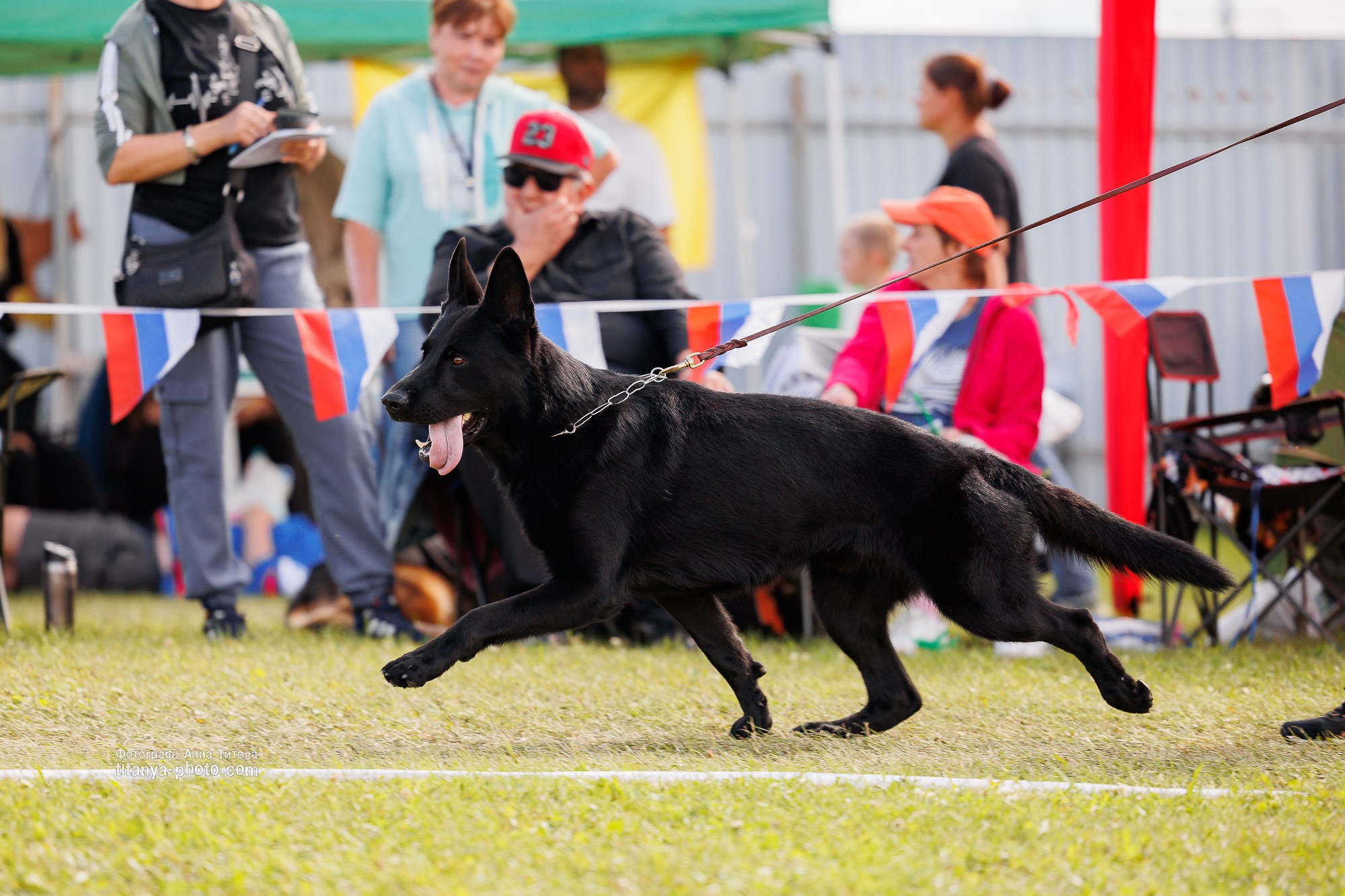 Немецкие овчарки: фото из рингов и вне ринга, мутпроба (фотографии с выставок). Фотограф собак, фотограф-анималист Аня Титова (Titanya). Москва