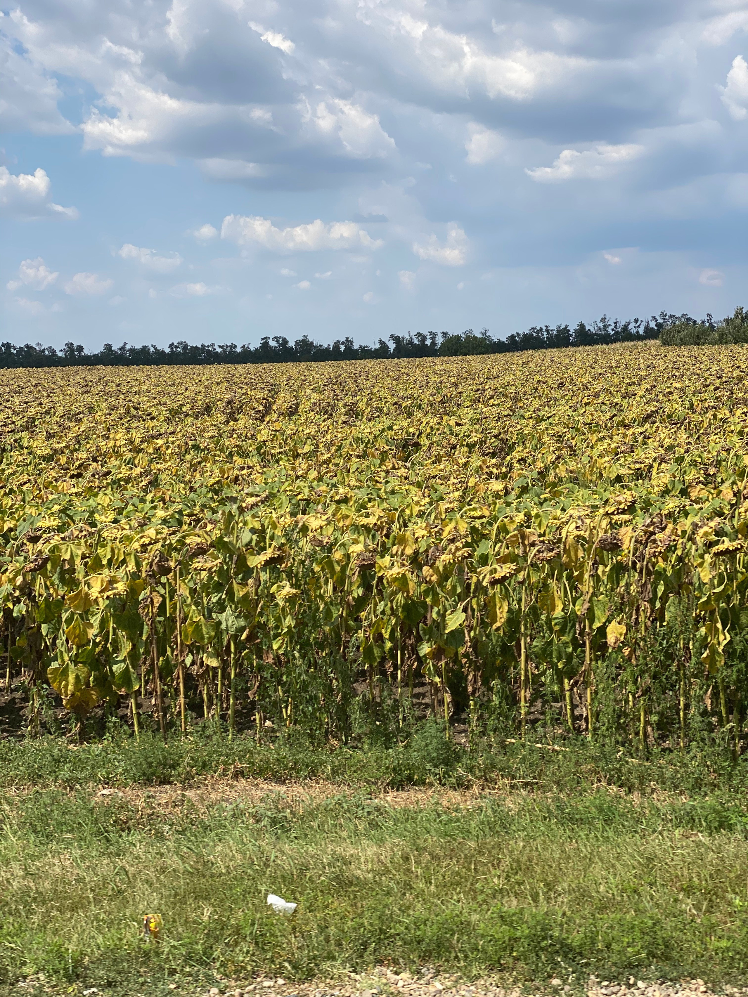 Анапа — 20. Своя Мастерская