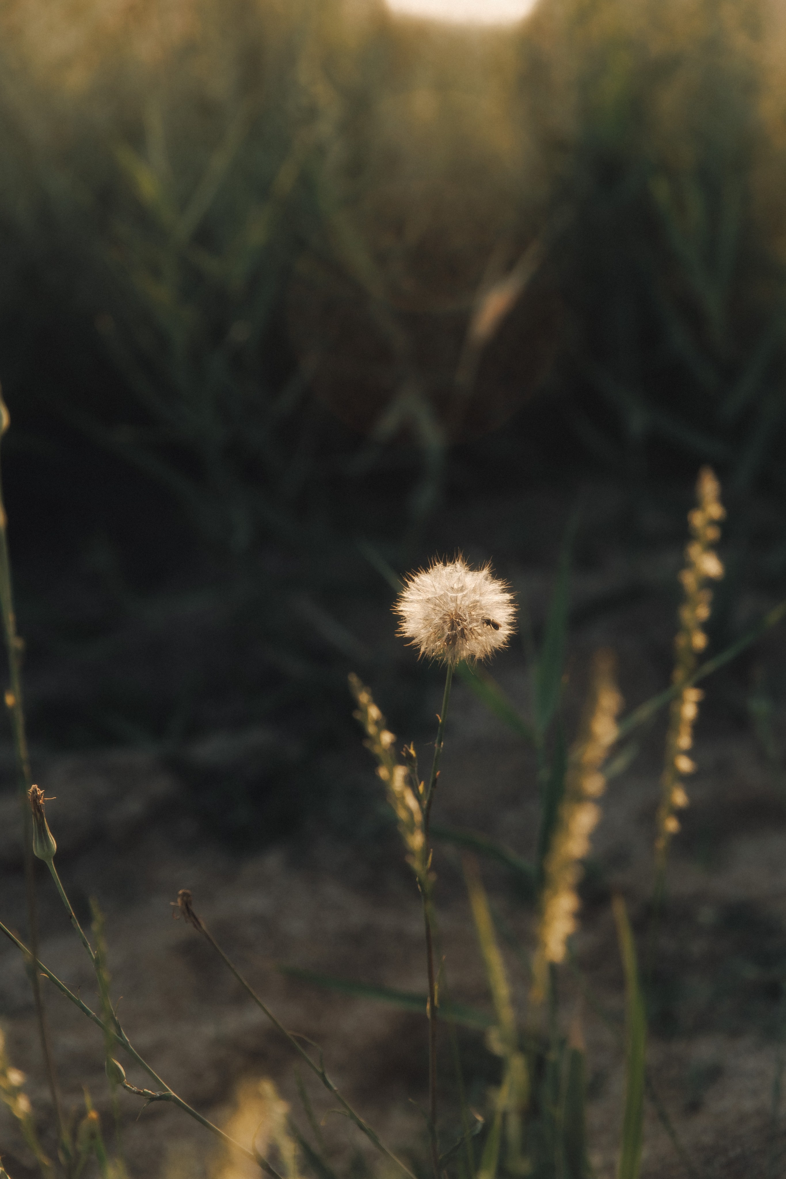 Masha | Family. Свадебный фотограф в Севастополе и Крыму| Tanya Sher