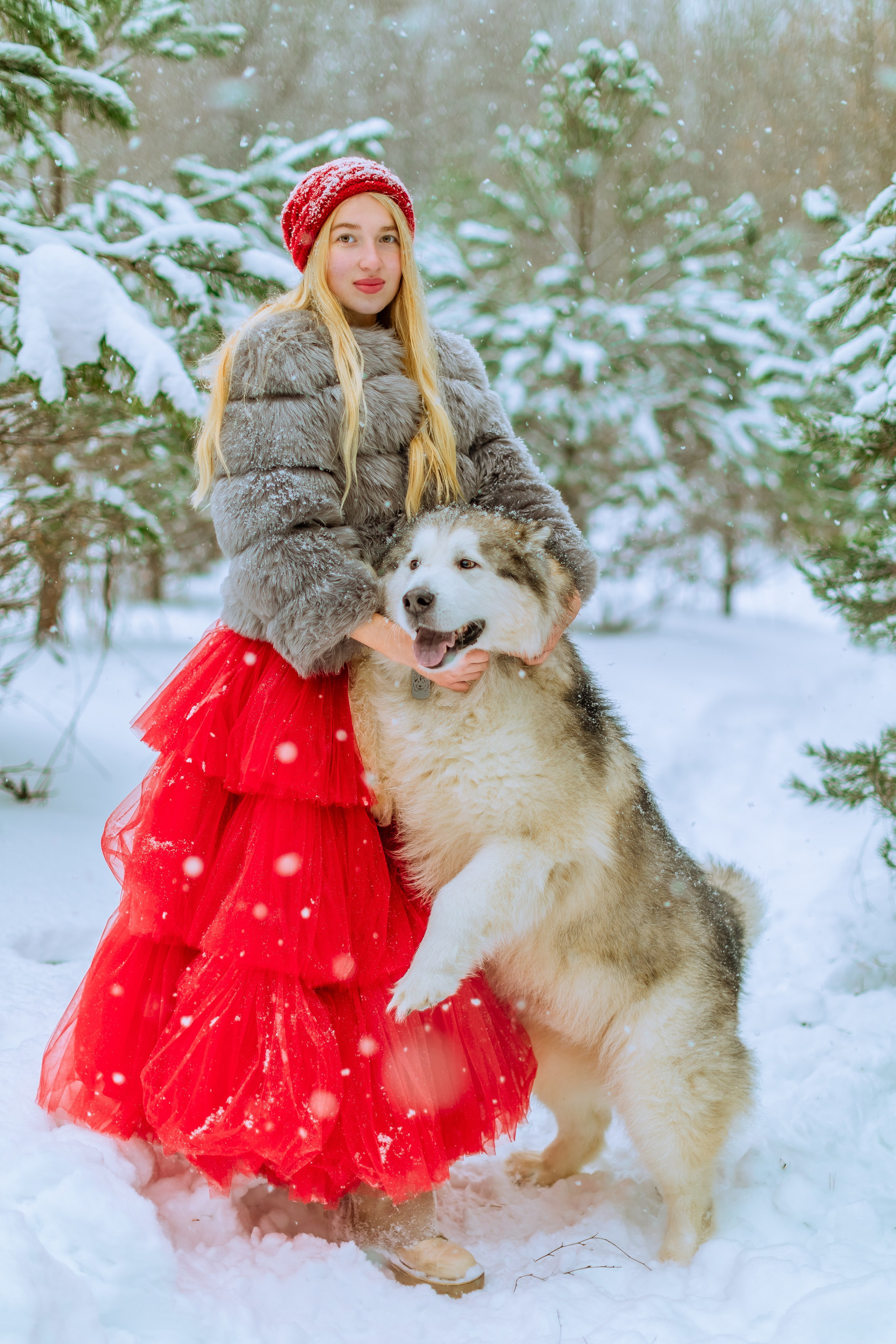 Фотосессии с аляскинским маламутом. Фото и видео Москва, Московский. Свадебный фотограф, видеограф, фотосессии, видеосъемка