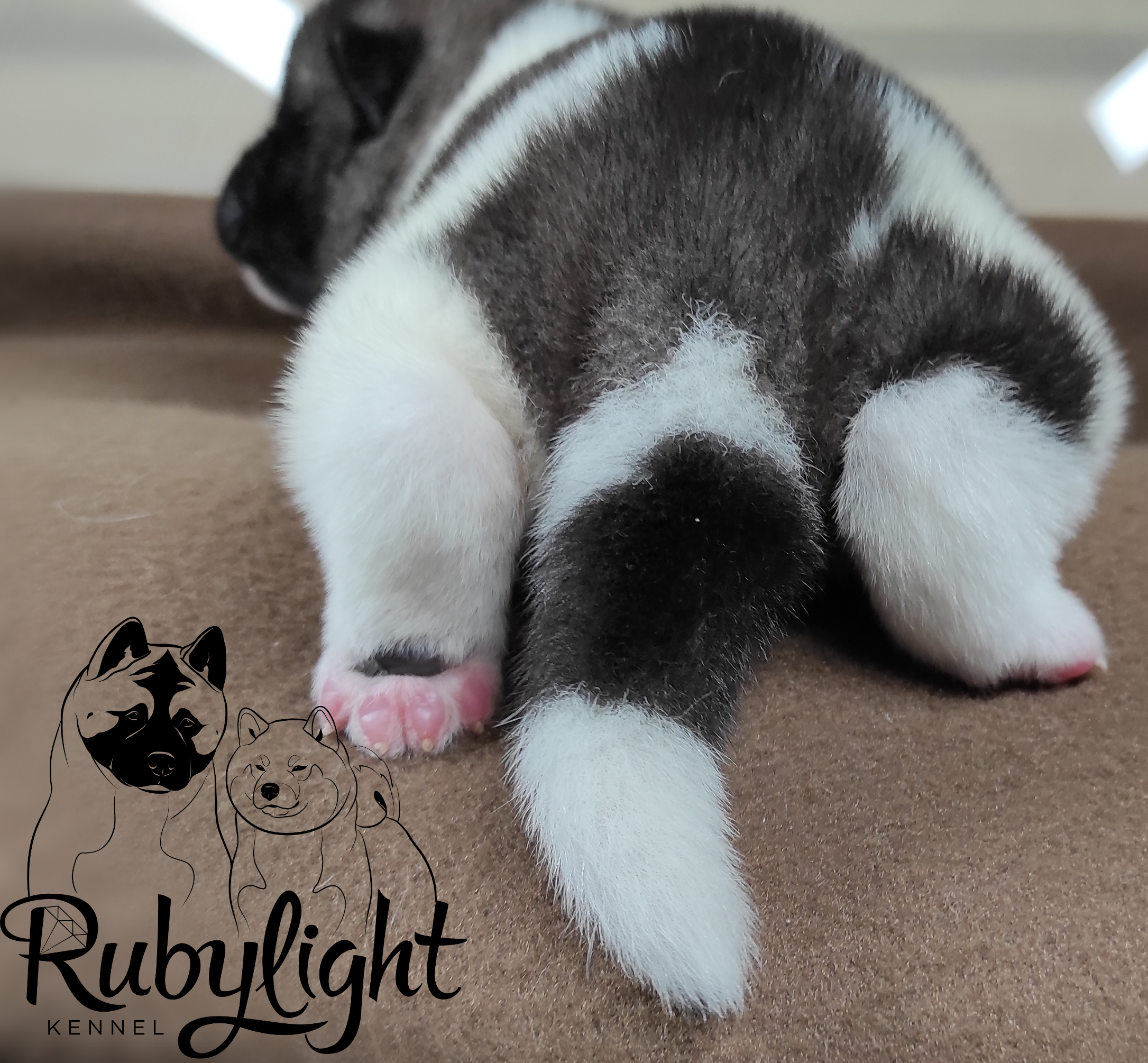 RUBYLIGHT PEGAS Американская Акита Дата рождения 05.04.2022 Мама DANCING QUEEN Папа Dilinze's Hause Orion