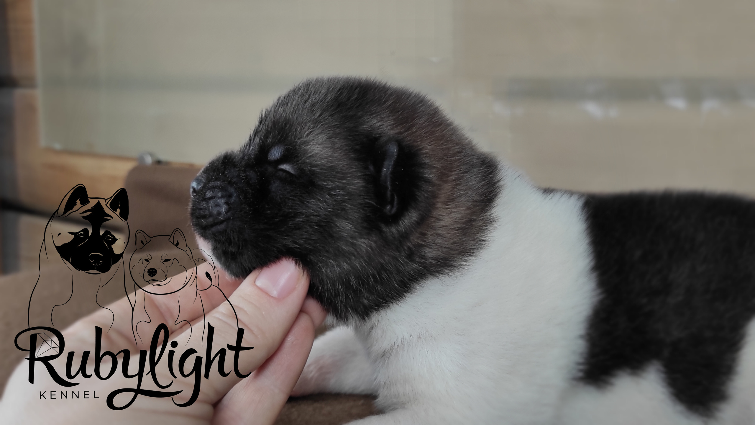 RUBYLIGHT PEGAS Американская Акита Дата рождения 05.04.2022 Мама DANCING QUEEN Папа Dilinze's Hause Orion