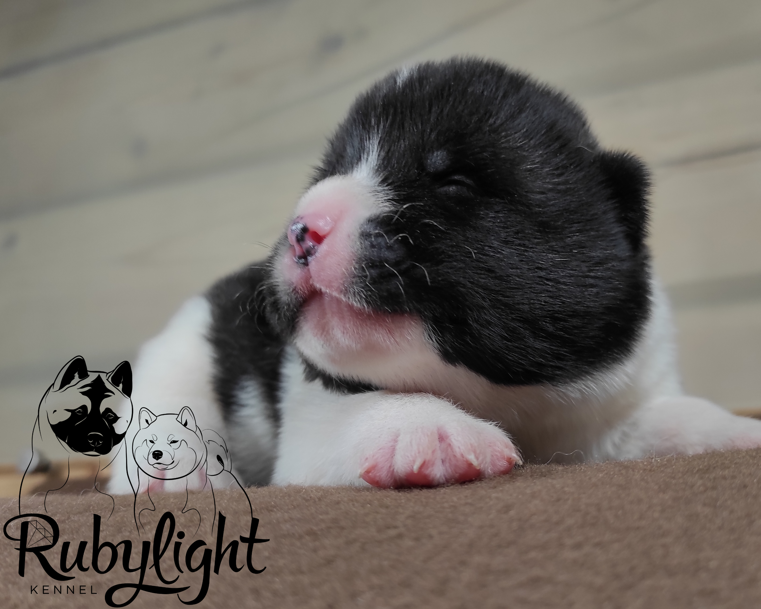 Помёт П Американская Акита Дата рождения 05.04.2022 Мама DANCING QUEEN Папа Dilinze's Hause Orion щенки Акита американская купить санкт-петербург