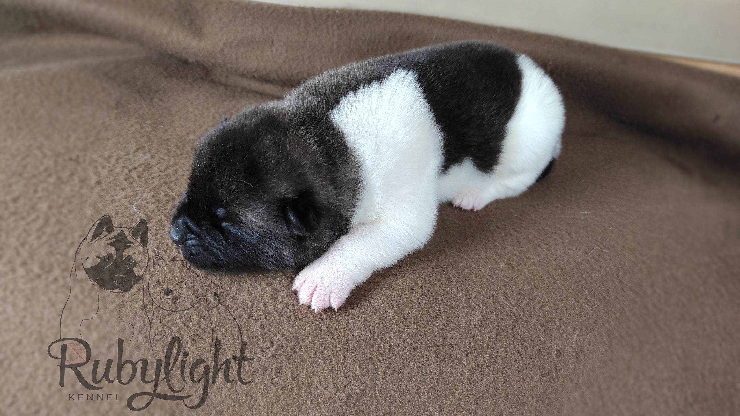 RUBYLIGHT PEGAS Американская Акита Дата рождения 05.04.2022 Мама DANCING QUEEN Папа Dilinze's Hause Orion