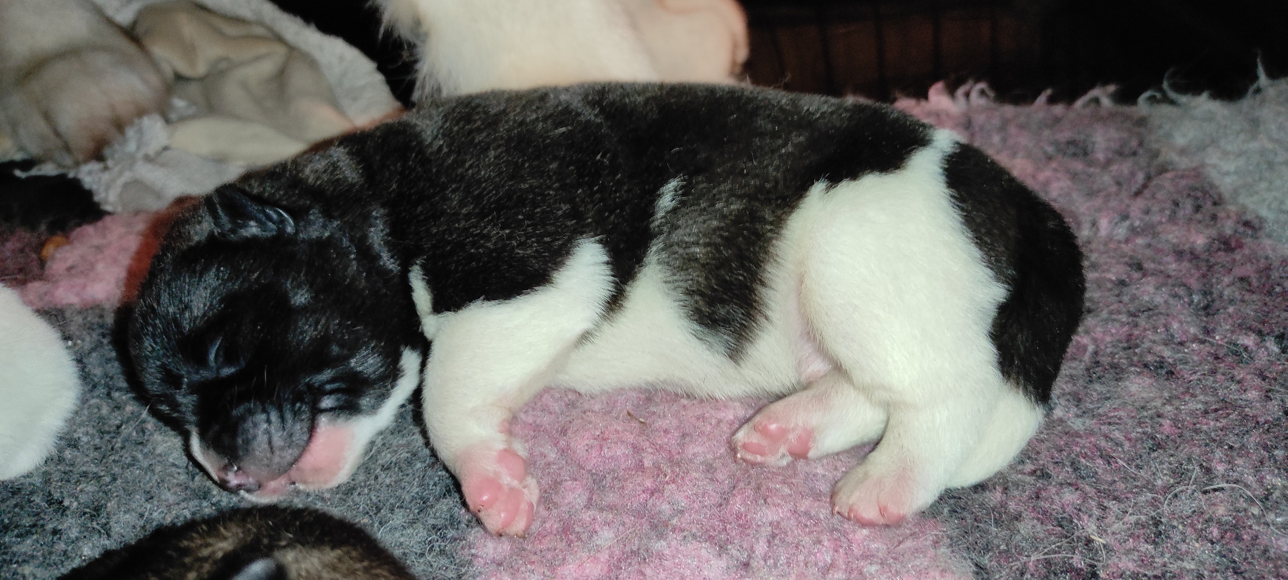 Помёт П Американская Акита Дата рождения 05.04.2022 Мама DANCING QUEEN Папа Dilinze's Hause Orion щенки Акита американская купить санкт-петербург