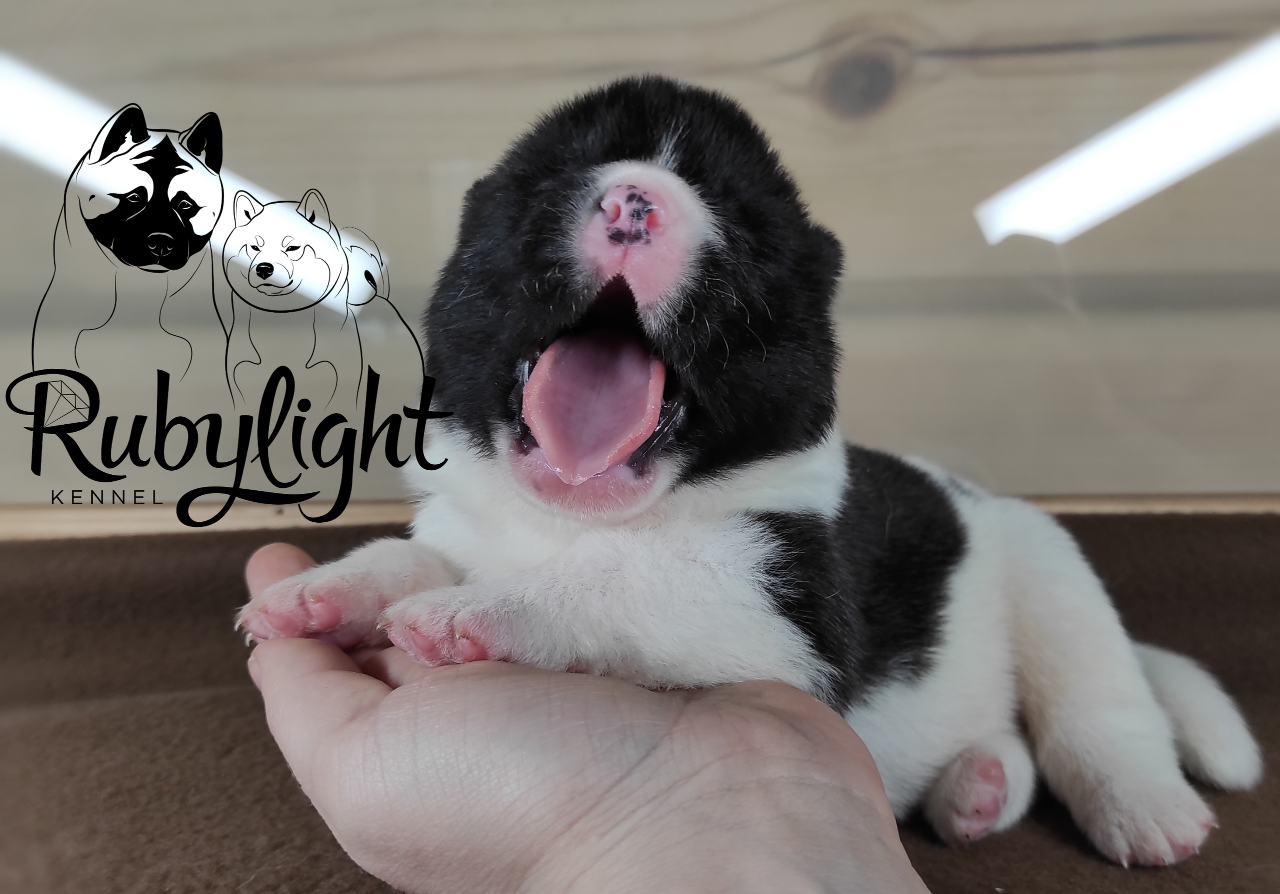 Помёт П Американская Акита Дата рождения 05.04.2022 Мама DANCING QUEEN Папа Dilinze's Hause Orion щенки Акита американская купить санкт-петербург