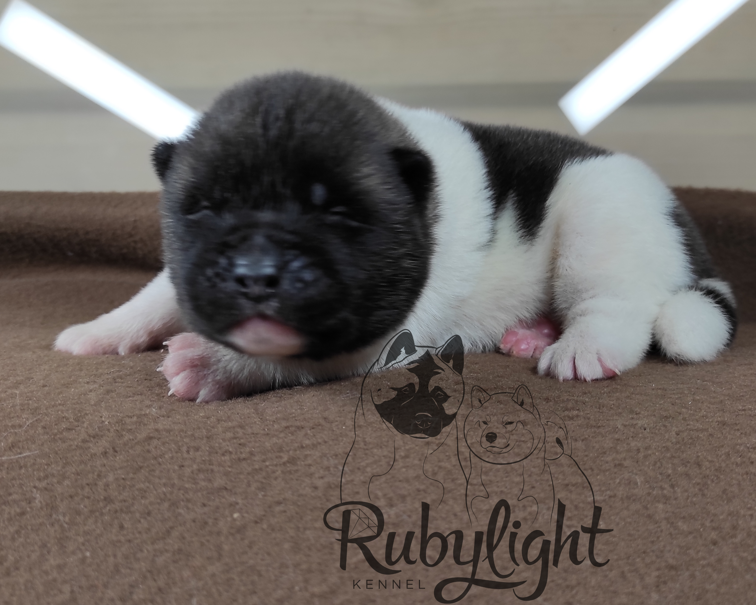 RUBYLIGHT PEGAS Американская Акита Дата рождения 05.04.2022 Мама DANCING QUEEN Папа Dilinze's Hause Orion