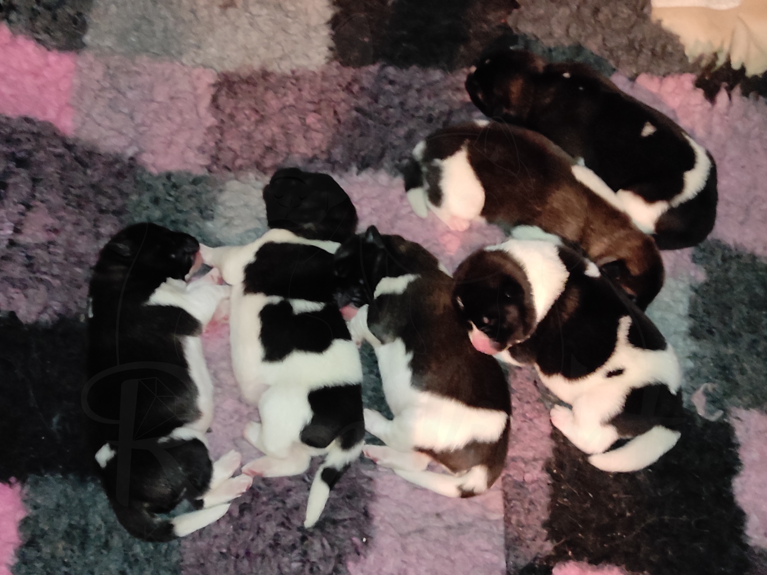 Помёт П Американская Акита Дата рождения 05.04.2022 Мама DANCING QUEEN Папа Dilinze's Hause Orion