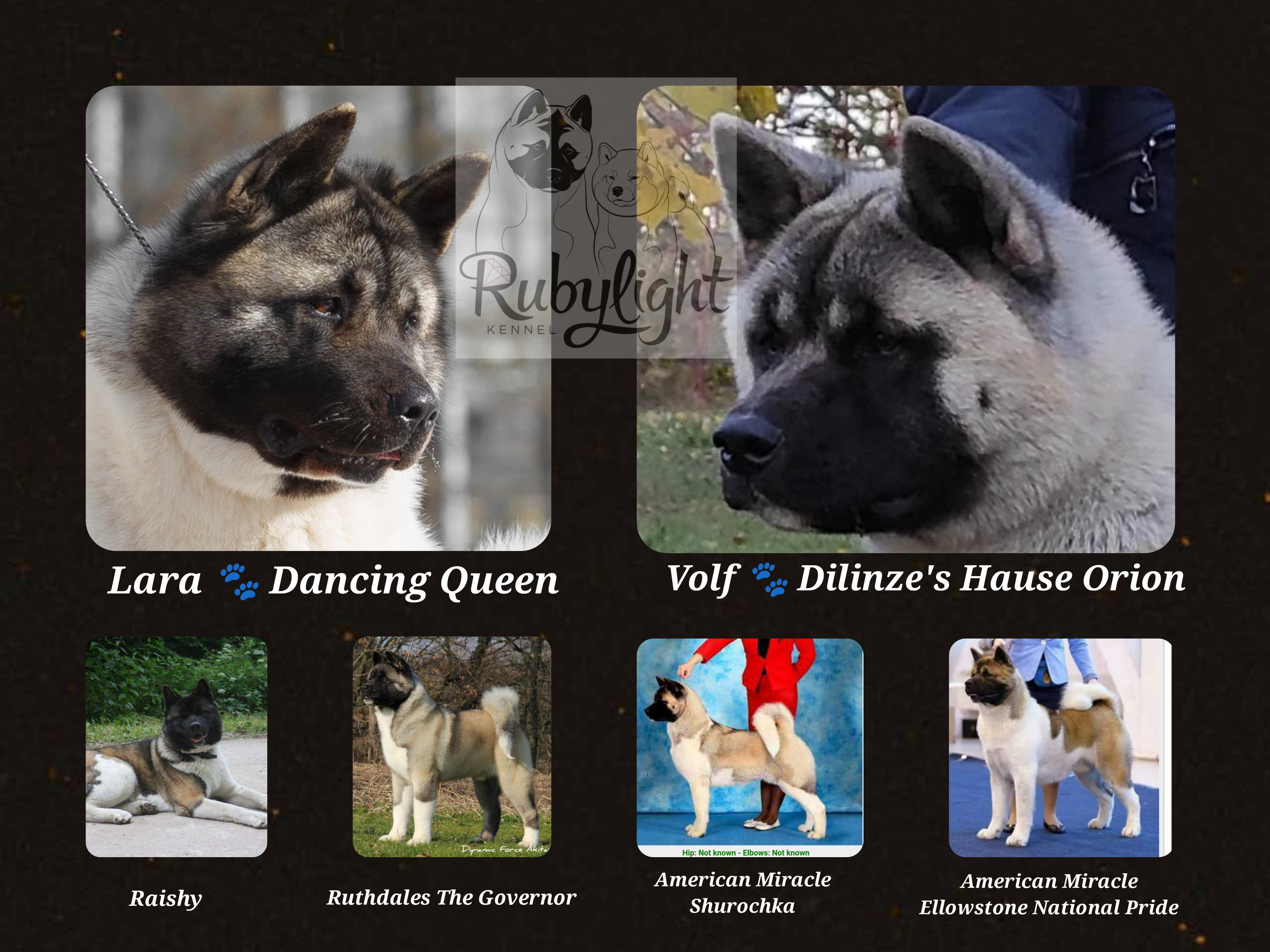 Помёт П Американская Акита Дата рождения 05.04.2022 Мама DANCING QUEEN Папа Dilinze's Hause Orion щенки Акита американская купить санкт-петербург