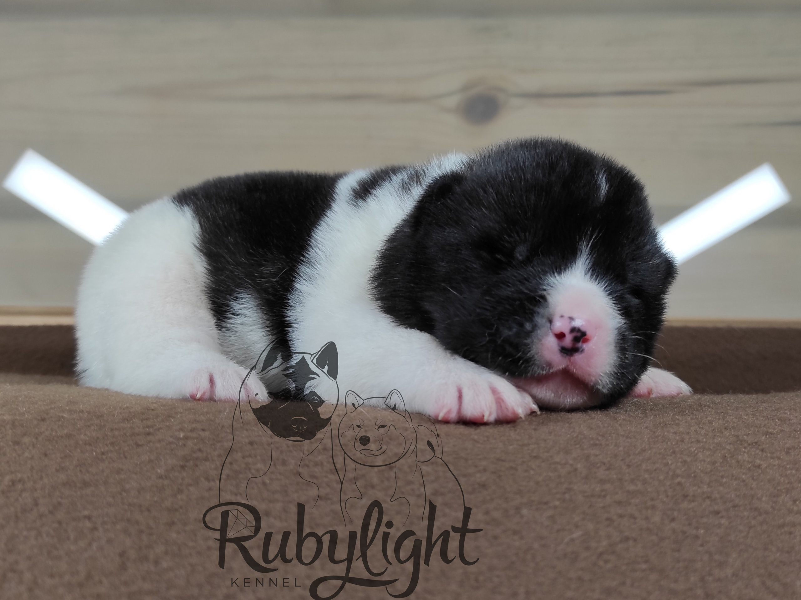 Помёт П Американская Акита Дата рождения 05.04.2022 Мама DANCING QUEEN Папа Dilinze's Hause Orion щенки Акита американская купить санкт-петербург