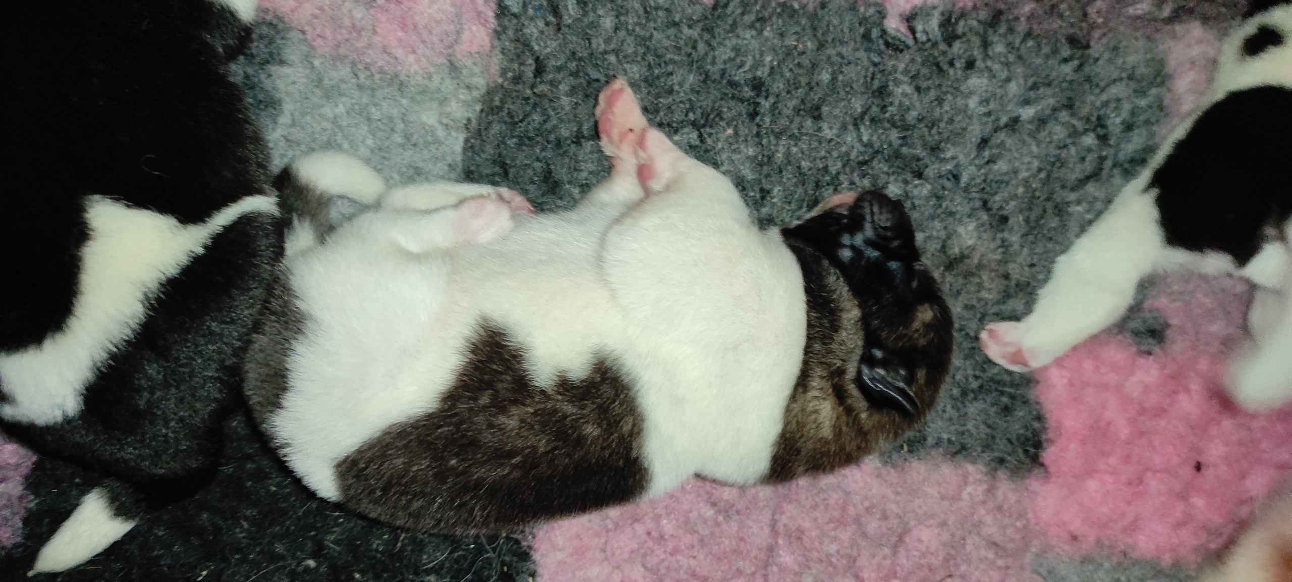 RUBYLIGHT PEGAS Американская Акита Дата рождения 05.04.2022 Мама DANCING QUEEN Папа Dilinze's Hause Orion