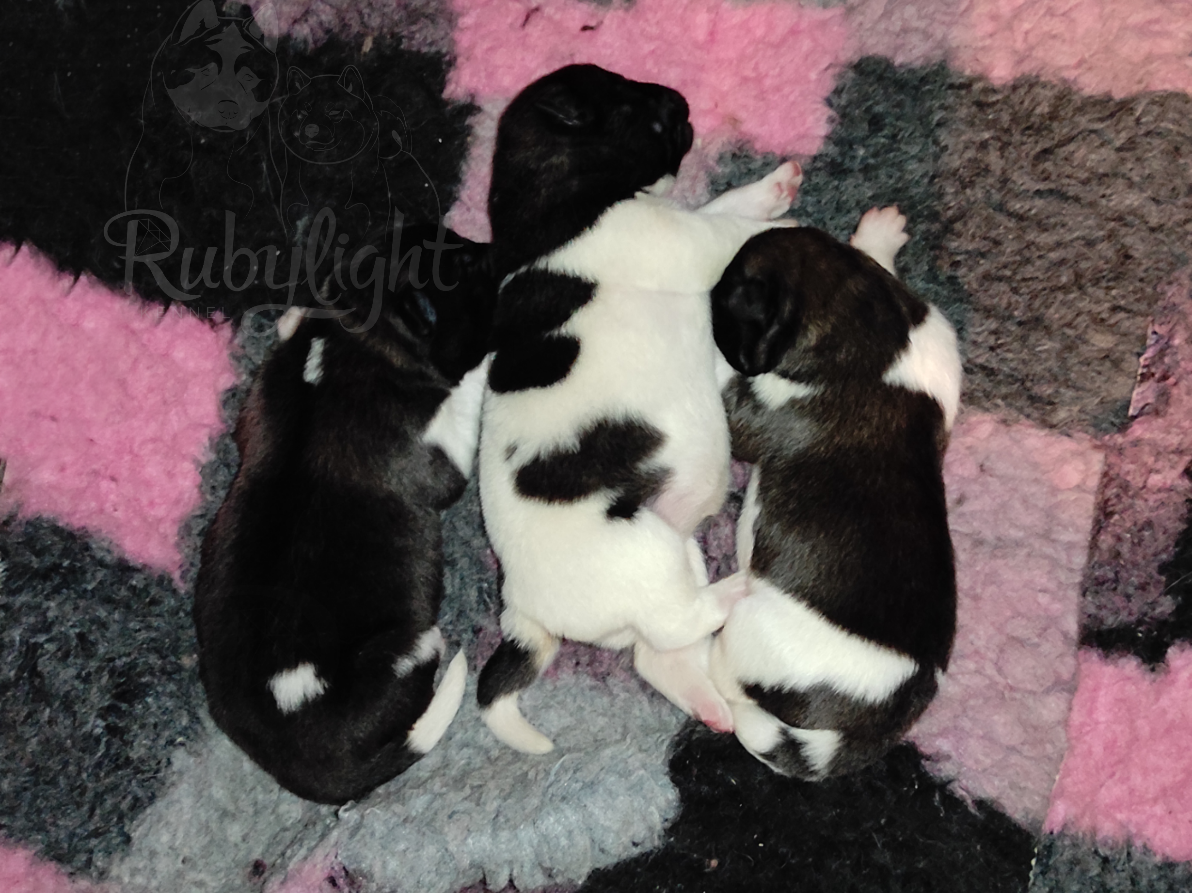 Помёт П Американская Акита Дата рождения 05.04.2022 Мама DANCING QUEEN Папа Dilinze's Hause Orion