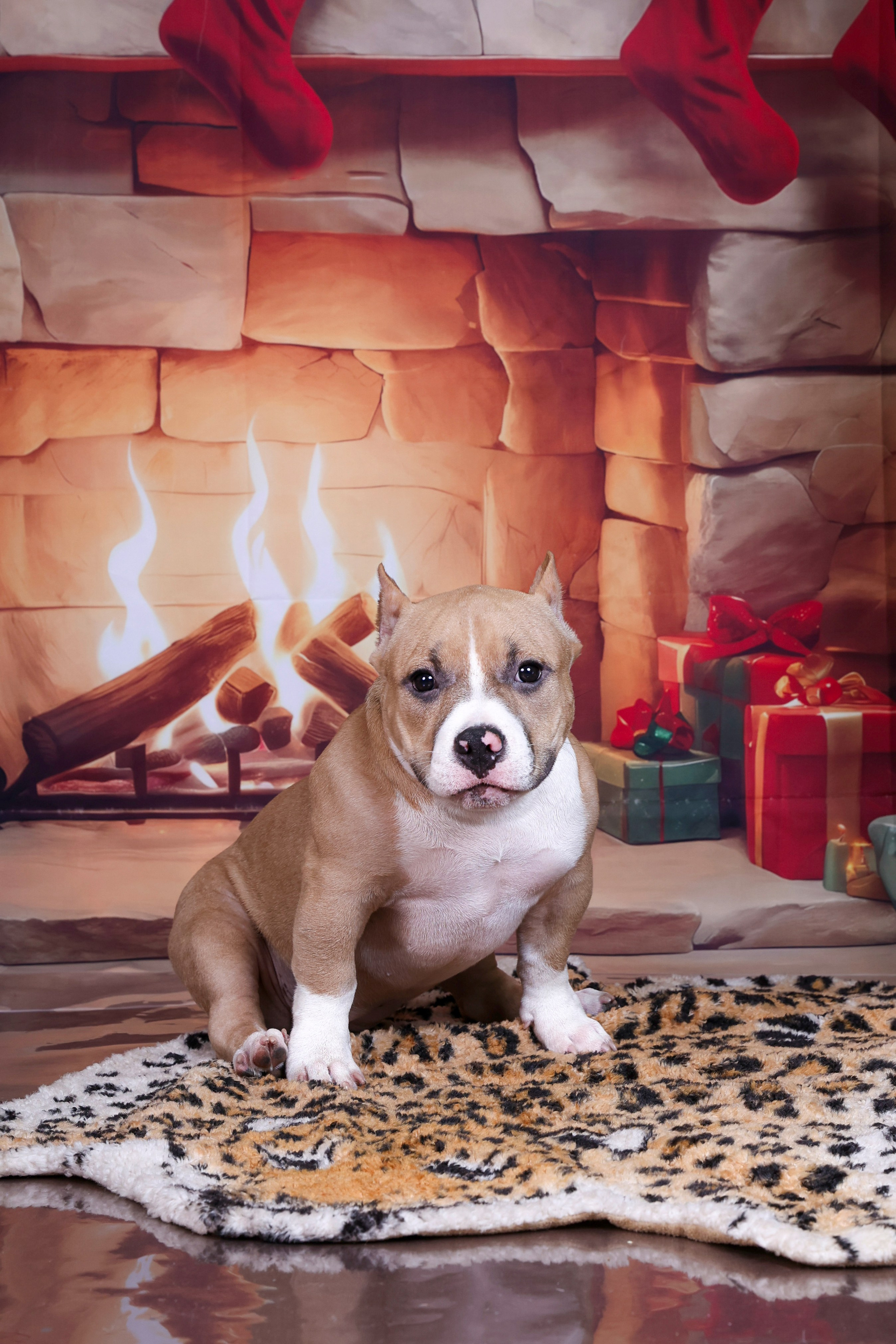 Американский булли!. Фотограф 📸 семейный, предметный, репортажный