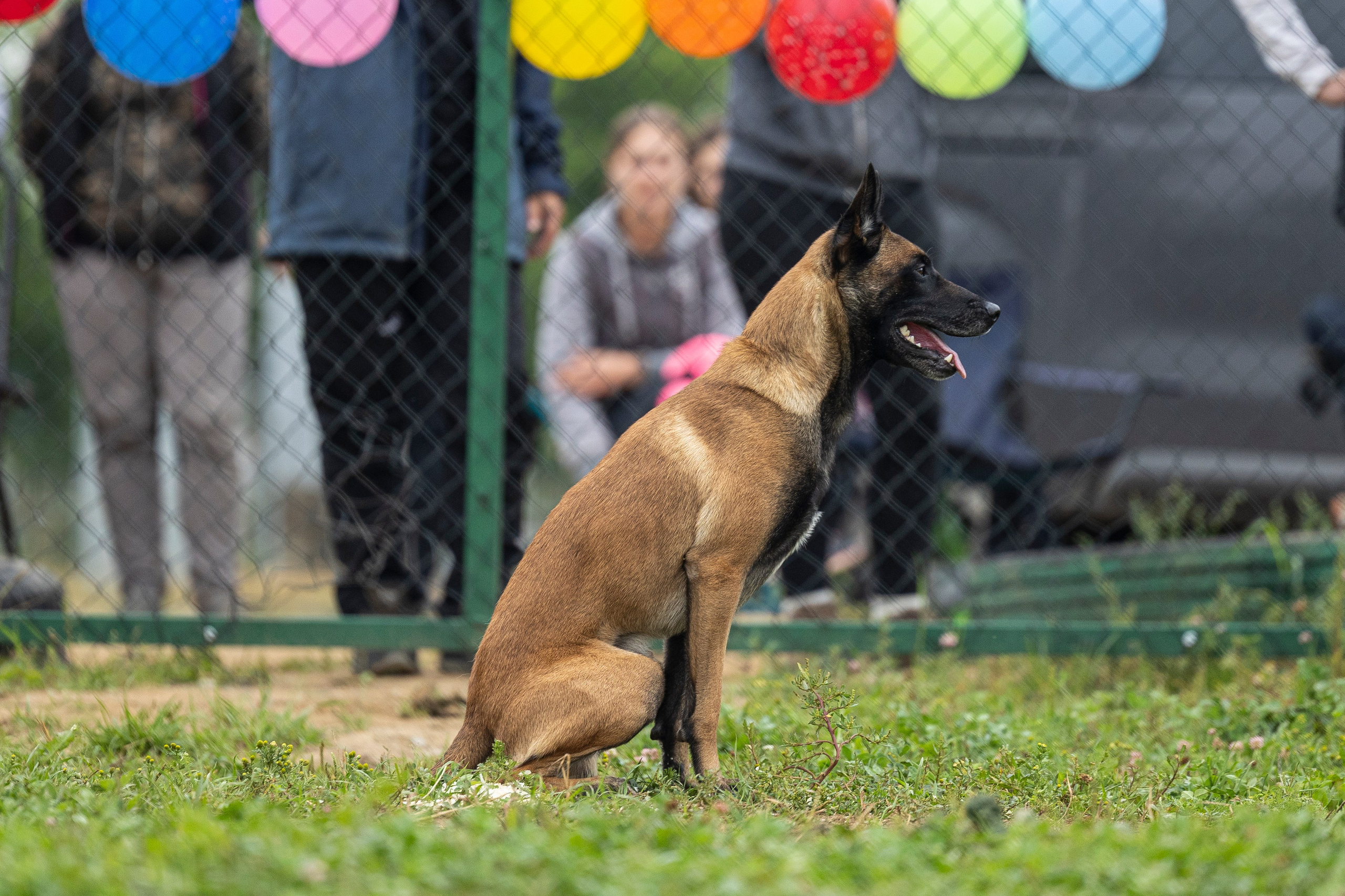 Соревнования по Мондьорингу г. Вологда 10-11.08.2024. Фотограф-анималист Анна Маринич