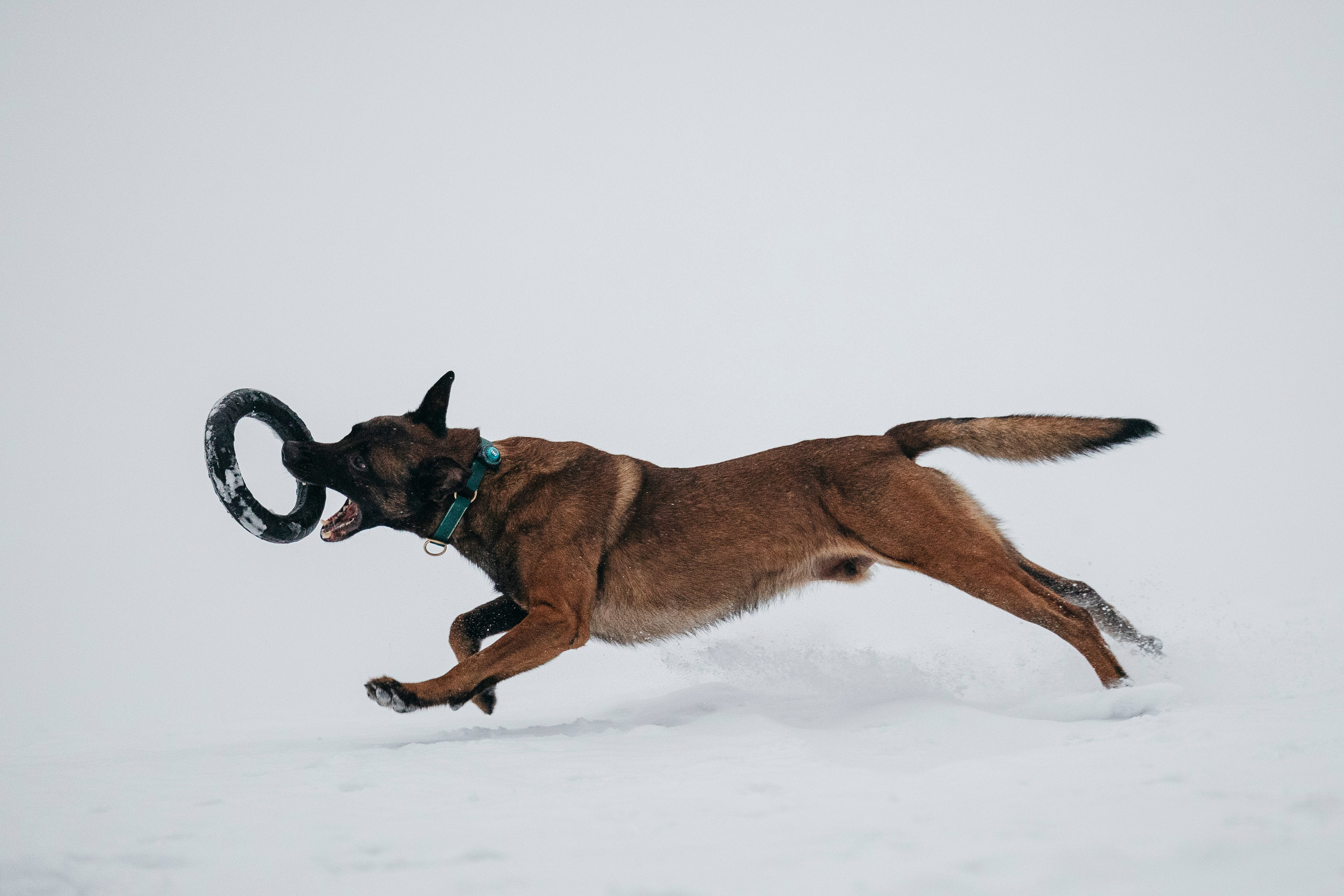 Карьер. Фотограф-анималист Анна Маринич