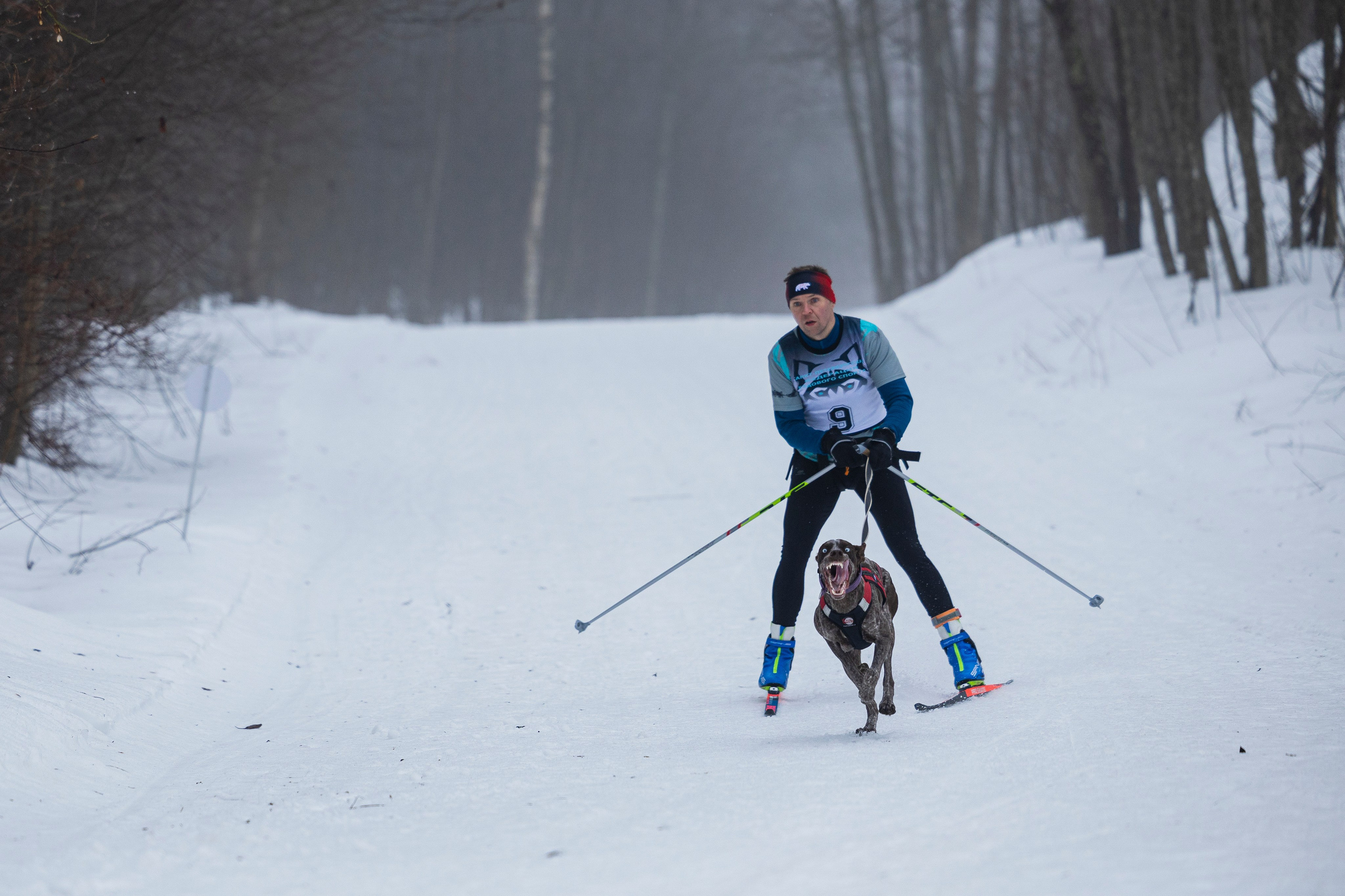 Зимний Чемпионат Санкт-Петербурга по ездовому спорту. Фотограф-анималист Анна Маринич