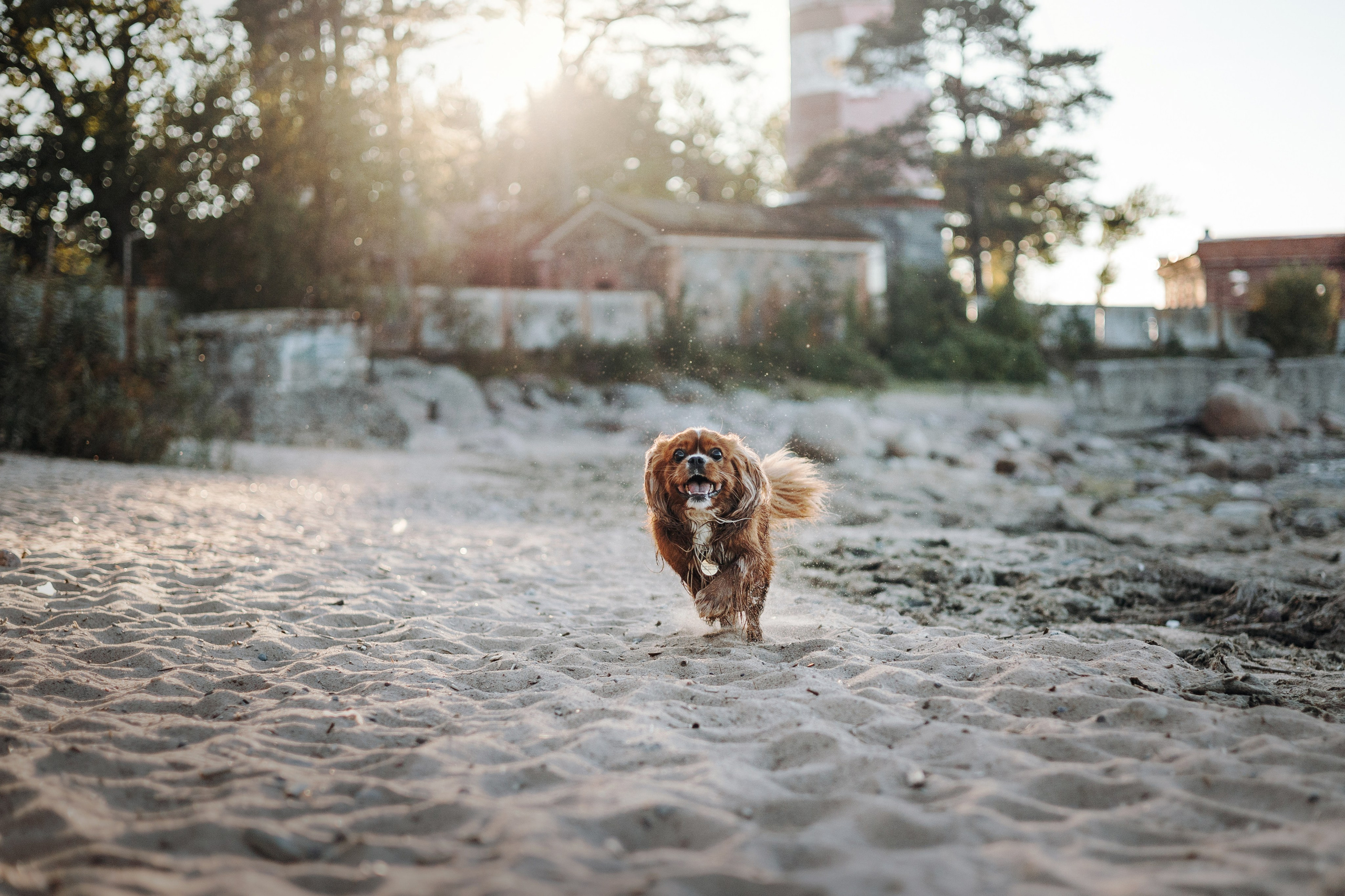 Верон, Гарри и их семья. Фотограф — Анималист | Санкт-Петербург